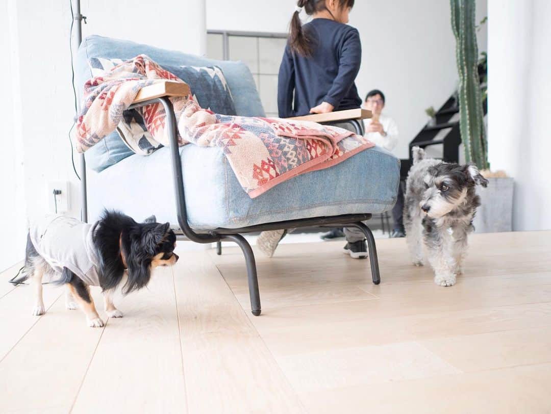 響のインスタグラム：「新年①組目のかわいいお客様🐶✨ ・ @nobo__interiors さんファミリーが遊びにきてくれました😆 ・ わんこ連れも大歓迎ですのでみなさん遊びに来てくださいねー🐕😎 ・ #シュナプー#チワワ#シュヌードル#ミニチュアシュナウザー#トイプードル#いぬバカ部#いぬのきもち#いぬすたぐらむ#犬のいる暮らし#わんこ#今日のわんこ #schnoodle#schnauzer#toypoodle」