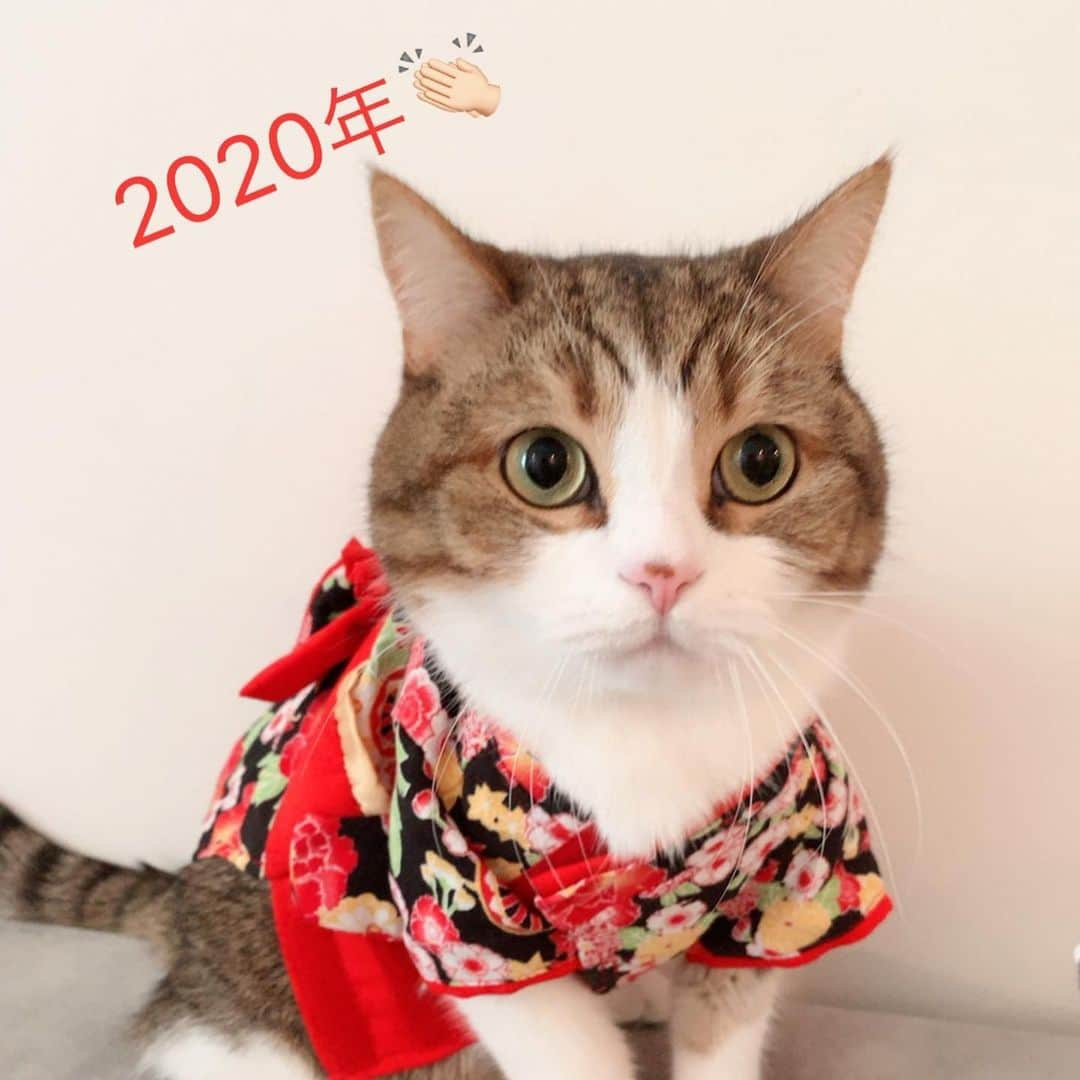 miuさんのインスタグラム写真 - (miuInstagram)「2020年今年もよろしくお願いしますにゃ👏🏻✨ 💓 #cat #ミックス猫 #スコッティッシュフォールド #チンチラ #にゃ #猫 #かわいい #ペコねこ部 #みう  #甘えん坊 #ねこ #猫好きさんと繋がりたい #にゃんすたぐらむ #にゃんだふるらいふ #ねこすたぐらむ #picneko #ピクネコ #猫のいる生活」1月3日 14時56分 - miugram0126