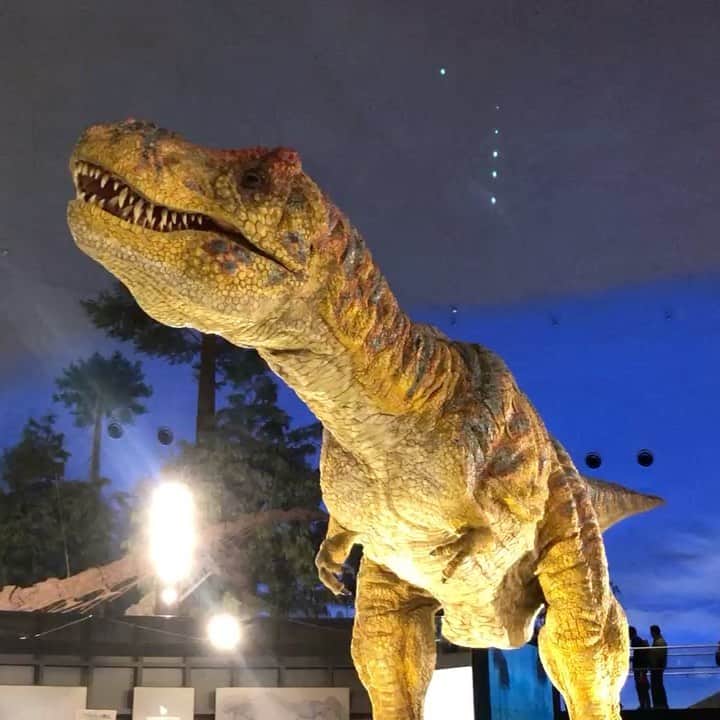 南條早紀のインスタグラム：「念願の恐竜博物館🦖 . 2020年仕事始めラジオ、 お聴きいただいた方ありがとうございます☺️ . . そこでお話しした憧れの恐竜博物館✨ 行ってきました〜〜！！ . これが動くティラノサウルスです！ ゔぅ〜、ぐるる…（低音） みたいな声がとってもリアル🥺 ちょっと怖いんだけど、 このおててと言いたくなるような ちょこんとした前足がかわいい！ . ずーっと眺めていられそうでした！ 同じく動くフクイラプトルの前で 一緒に撮ってもらいました🦖 . 1日じゃ足りないくらい広くて、 奥深くて面白かった〜！！😆 今度は化石発掘体験したいな〜なんて 企んでいます😎！ . . 余談ですがお腹いっぱいで出かけると あまりに壮大な展示の数々で、 しっかりみるとちょっとお眠になるので 午前中にお出かけするのがいいかも✏︎笑 . . 富山に住んでいると日帰りでも 行けるのが素晴らしいですね🍀 . . 年末の思い出また更新します🌟 . . #年末年始 #思い出 #お出かけ #福井 #福井観光 #福井旅行 #旅行 #旅行好き #富山 #福井県立恐竜博物館  #恐竜博物館 #ティラノサウルス #フクイラプトル #恐竜好き  #門松 #🎍#こんなとこにも #恐竜 #fukui #dinosaur #museum #trip  #なんじょうのにちじょう」