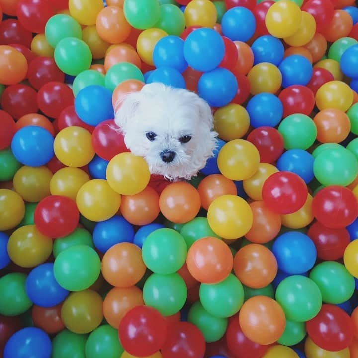 ソヒョンさんのインスタグラム写真 - (ソヒョンInstagram)「Find Chuchu❤️🧡💜💛💙💚」1月3日 16時05分 - seojuhyun_s