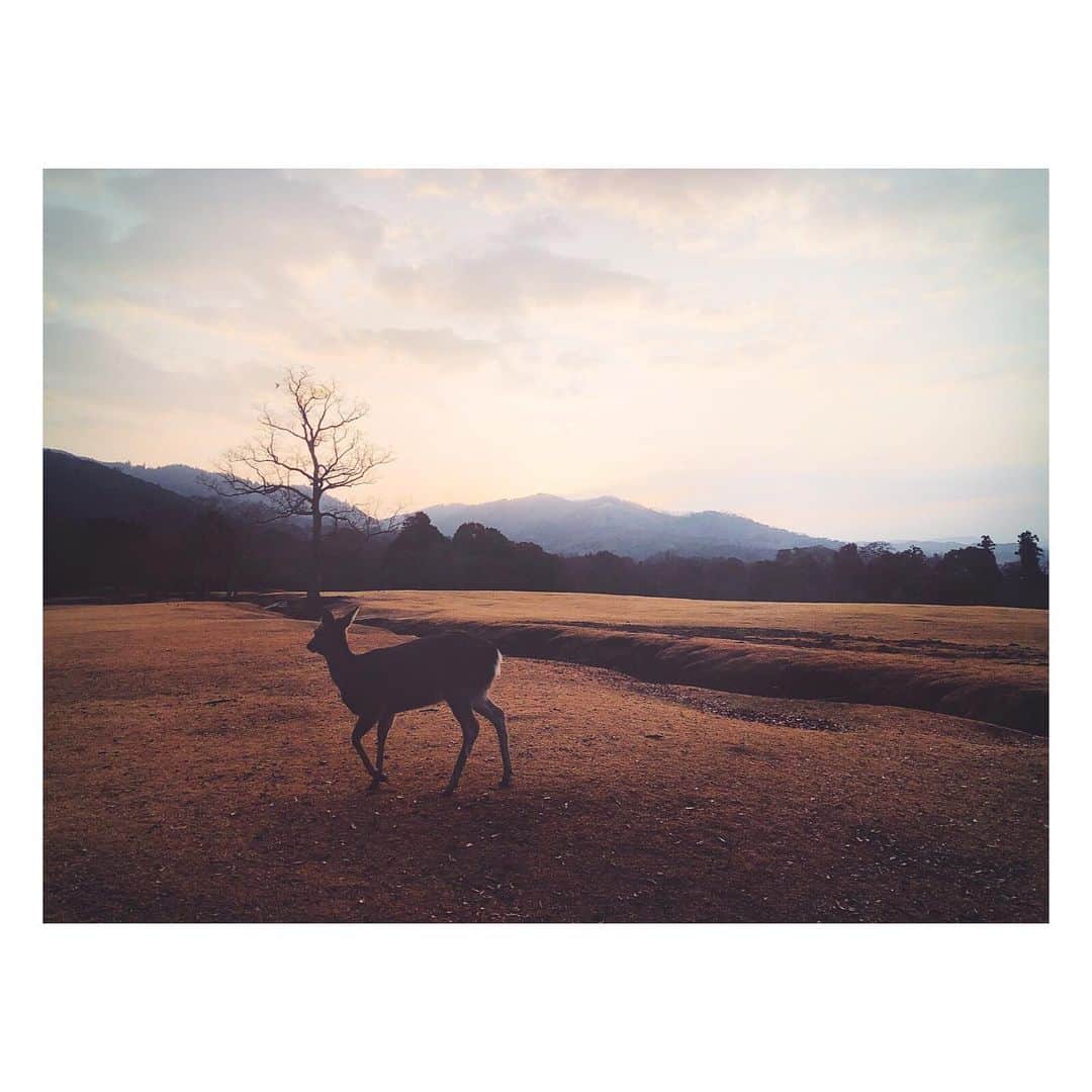 高橋ヨーコさんのインスタグラム写真 - (高橋ヨーコInstagram)「奈良のお正月最高やったな〜🦌🦌」1月3日 16時26分 - yoko1970
