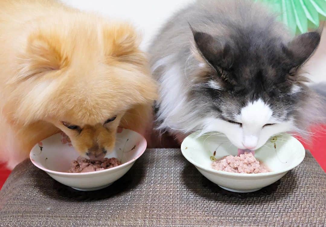 Hanaさんのインスタグラム写真 - (HanaInstagram)「ブログ更新しました♪ プロフィールから飛べます🚀 http://kedamakyoudai.blog.jp/ * #肉食女子 #肉食男子 #肉食 きょうだい #ジビエ肉 * * #NorwegianForestCat#Pomeranian#japan#catlover#doglover#dogs#cat#Kawaii#fluffy#pom#fluffydog#catsofinstagram#dogsofinstagram#fluffycat#ノルウェージャンフォレストキャット#ポメラニアン#かわいい#cute#cutecat#cutedog#funny#funnydog#funnycat#ライブドアインスタブロガー」1月3日 17時12分 - mofu2family