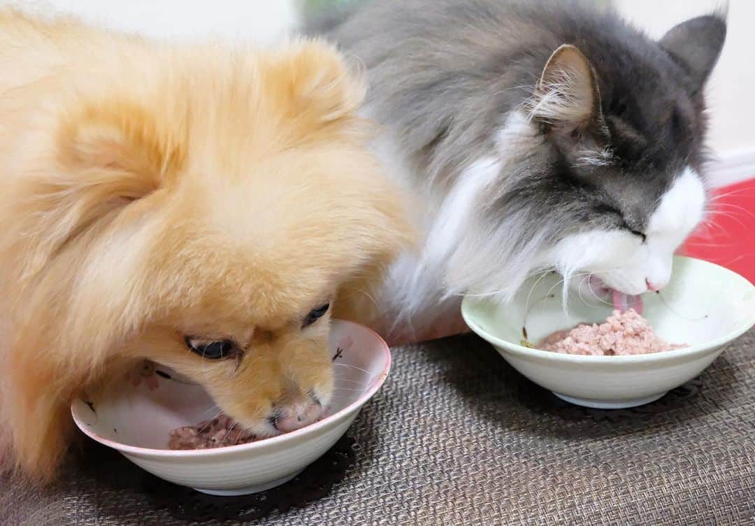 Hanaさんのインスタグラム写真 - (HanaInstagram)「ブログ更新しました♪ プロフィールから飛べます🚀 http://kedamakyoudai.blog.jp/ * #肉食女子 #肉食男子 #肉食 きょうだい #ジビエ肉 * * #NorwegianForestCat#Pomeranian#japan#catlover#doglover#dogs#cat#Kawaii#fluffy#pom#fluffydog#catsofinstagram#dogsofinstagram#fluffycat#ノルウェージャンフォレストキャット#ポメラニアン#かわいい#cute#cutecat#cutedog#funny#funnydog#funnycat#ライブドアインスタブロガー」1月3日 17時12分 - mofu2family