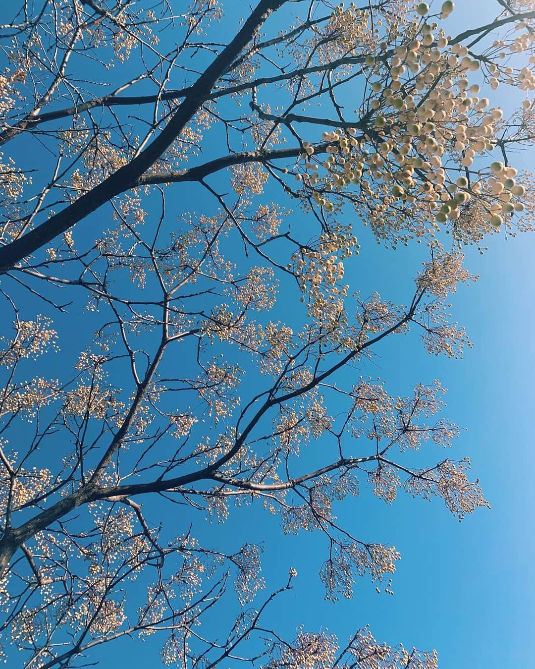 わちみなみのインスタグラム：「明日から仕事始めです🌅 初夢が悪夢だったので富士山をみて帰りました🗻 大学の友達に会えてたのしかった〜✨懐かしい気分！」