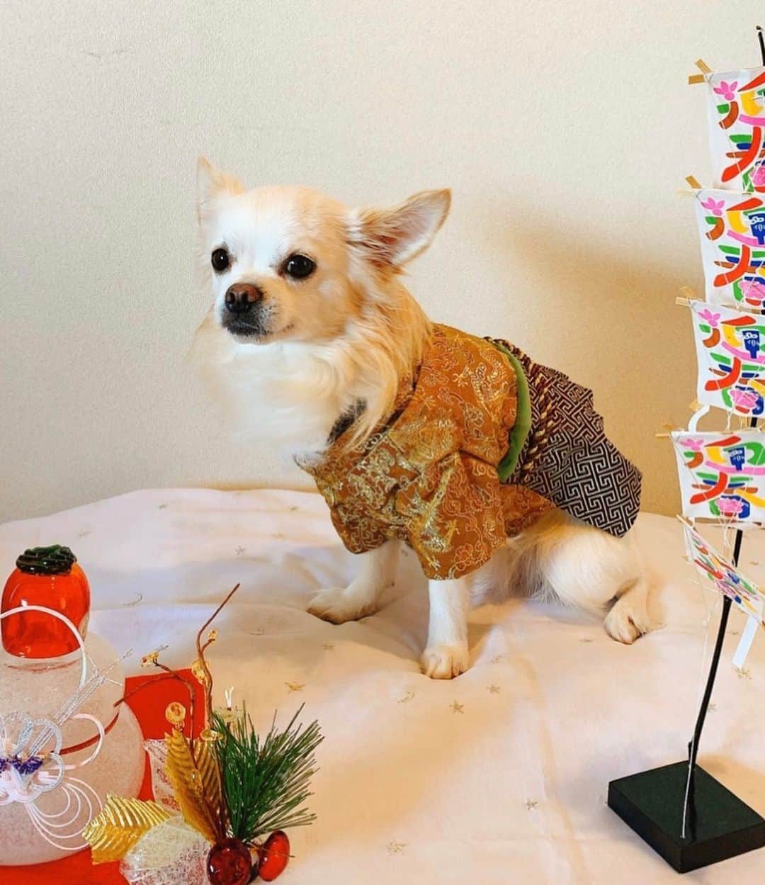 日高大地さんのインスタグラム写真 - (日高大地Instagram)「✨🎍謹賀新年🎍✨ ﻿ ﻿ #chihuahua #chihuahuastagram #love #チワワ#ロングコートチワワ#ちわわ部 #ちわわ多頭飼い #愛犬#小型犬#ちわすたぐらむ #いぬすたぐらむ #袴#着物﻿」1月3日 17時59分 - yoko92hidaka