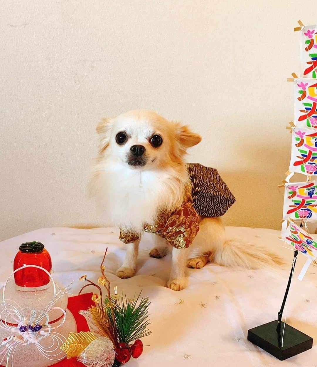 日高大地さんのインスタグラム写真 - (日高大地Instagram)「✨🎍謹賀新年🎍✨ ﻿ ﻿ #chihuahua #chihuahuastagram #love #チワワ#ロングコートチワワ#ちわわ部 #ちわわ多頭飼い #愛犬#小型犬#ちわすたぐらむ #いぬすたぐらむ #袴#着物﻿」1月3日 17時59分 - yoko92hidaka