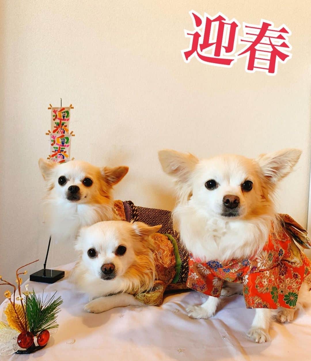 のインスタグラム：「✨🎍謹賀新年🎍✨ ﻿ ﻿ #chihuahua #chihuahuastagram #love #チワワ#ロングコートチワワ#ちわわ部 #ちわわ多頭飼い #愛犬#小型犬#ちわすたぐらむ #いぬすたぐらむ #袴#着物﻿」