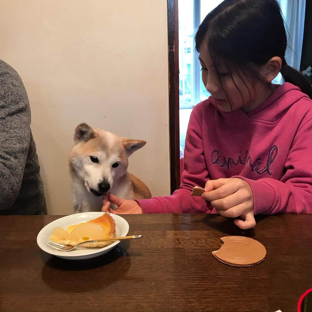 柴犬リリコさんのインスタグラム写真 - (柴犬リリコInstagram)「すっかりBBっ子🐶🧓🏻🍵 自分からこたつの座布団に座りに来るようになりました💕 #元祖柴使い 🧓🏻 #保護犬の成長 #タルトオポワール 🥧 #ゴーフレット」1月3日 17時59分 - ke_rock_