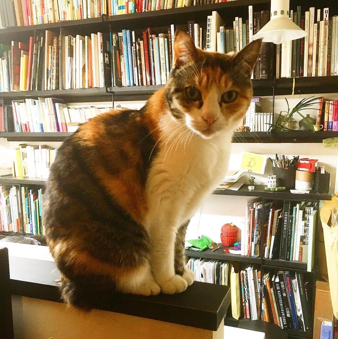大鋸一正のインスタグラム：「猫と本棚。」