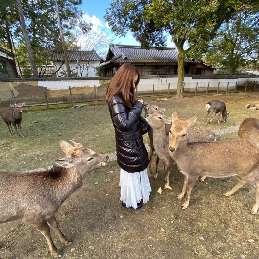 長谷川朋美さんのインスタグラム写真 - (長谷川朋美Instagram)「#奈良公園 は本当に#鹿だらけ だった😂❤️ 年末の#金華山 の鹿といい、こちらの鹿といい、やっぱりかわええ✨ ・ そこら中に#鹿せんべい 売ってたので#餌付け にトライしましたが、この通りww ・ #初詣 は#春日大社 にて♡ #白鹿みくじ #大吉 でした🥰 ・ #奈良 #nara #narapark #鹿 #お正月 #family #newyear #五重塔」1月3日 18時18分 - hasegawa.elena.tomomi