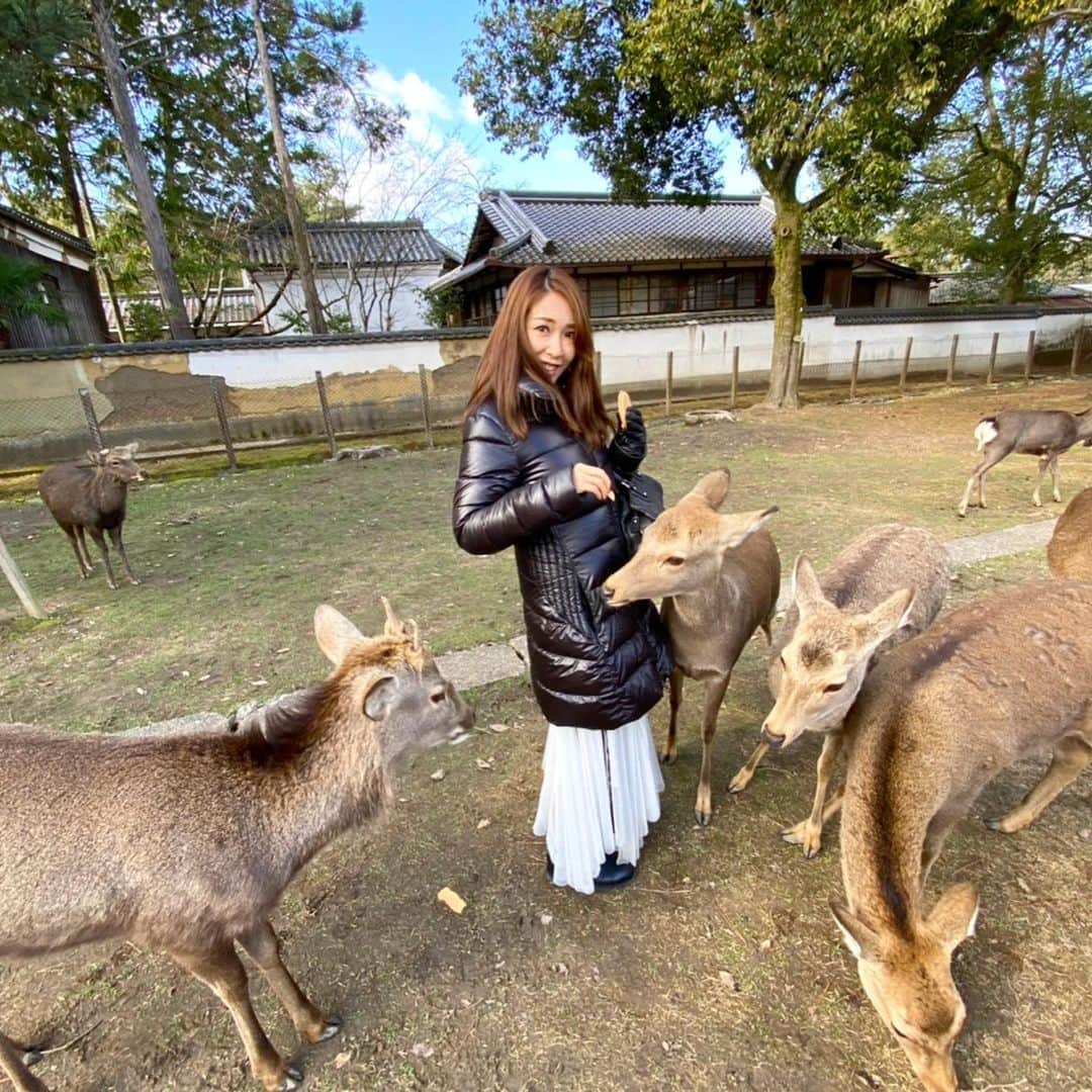 長谷川朋美さんのインスタグラム写真 - (長谷川朋美Instagram)「#奈良公園 は本当に#鹿だらけ だった😂❤️ 年末の#金華山 の鹿といい、こちらの鹿といい、やっぱりかわええ✨ ・ そこら中に#鹿せんべい 売ってたので#餌付け にトライしましたが、この通りww ・ #初詣 は#春日大社 にて♡ #白鹿みくじ #大吉 でした🥰 ・ #奈良 #nara #narapark #鹿 #お正月 #family #newyear #五重塔」1月3日 18時18分 - hasegawa.elena.tomomi