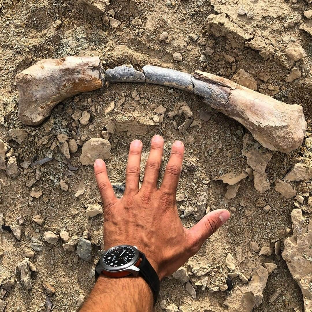 ブレモンさんのインスタグラム写真 - (ブレモンInstagram)「Make no bones about it, the Bremont MB is suitable for just about any expedition. ⁠ ⁠ Captured here by @ianrman with a dinosaur bone that he found in Mongolia during the Roy Chapman Centennial Expedition @the_explorers_club⁠ ⁠ #Bremont #TestedBeyondEndurance #Expedition #InTheField #MyBremont #watchoftheday #wristshot #explorer」1月3日 18時55分 - bremontwatches