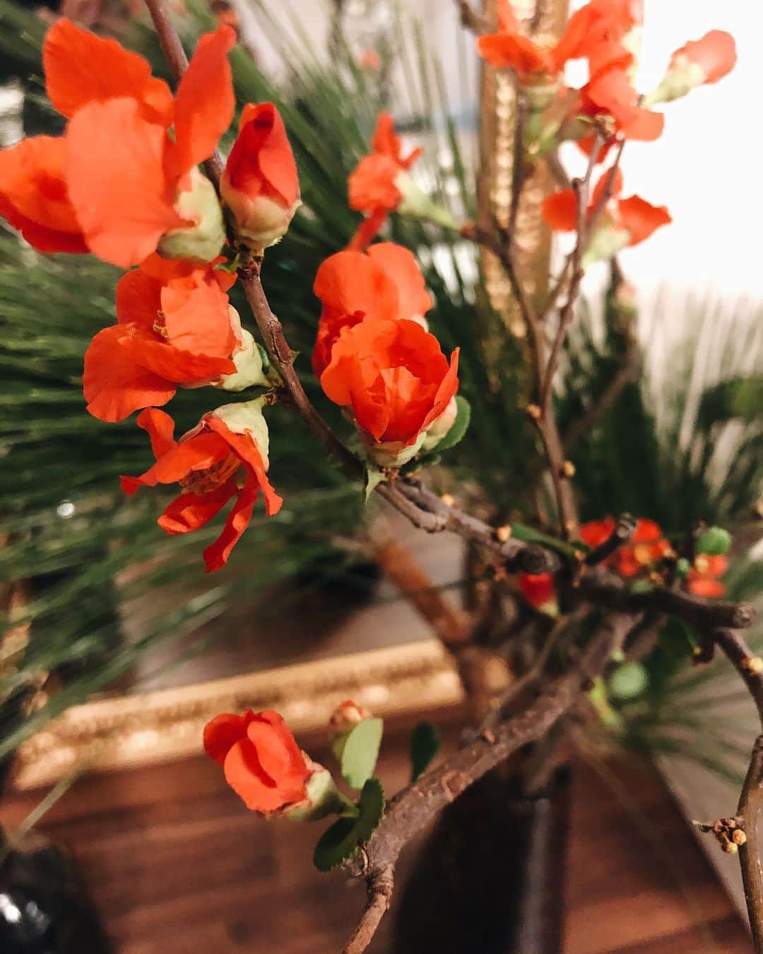 梯真奈美さんのインスタグラム写真 - (梯真奈美Instagram)「今年もeimyチームのみんな👫🏽と年越しパーティーをしたの🎉﻿ 美味しいお肉や生ハムチーズもたっっっくさん用意しておもてなし💪﻿ ﻿ 今年の年越しのお花は 鮮やかな色した木瓜と立派な松の木。﻿ テーブルには凛としたゆりの花を。﻿ お正月だからちょっぴり豪華に☺️﻿ ﻿ 今年もみんなのおかげで わちゃわちゃ楽しいスタートが切れたよ☺️❤️ #お正月」1月3日 19時10分 - official_manami