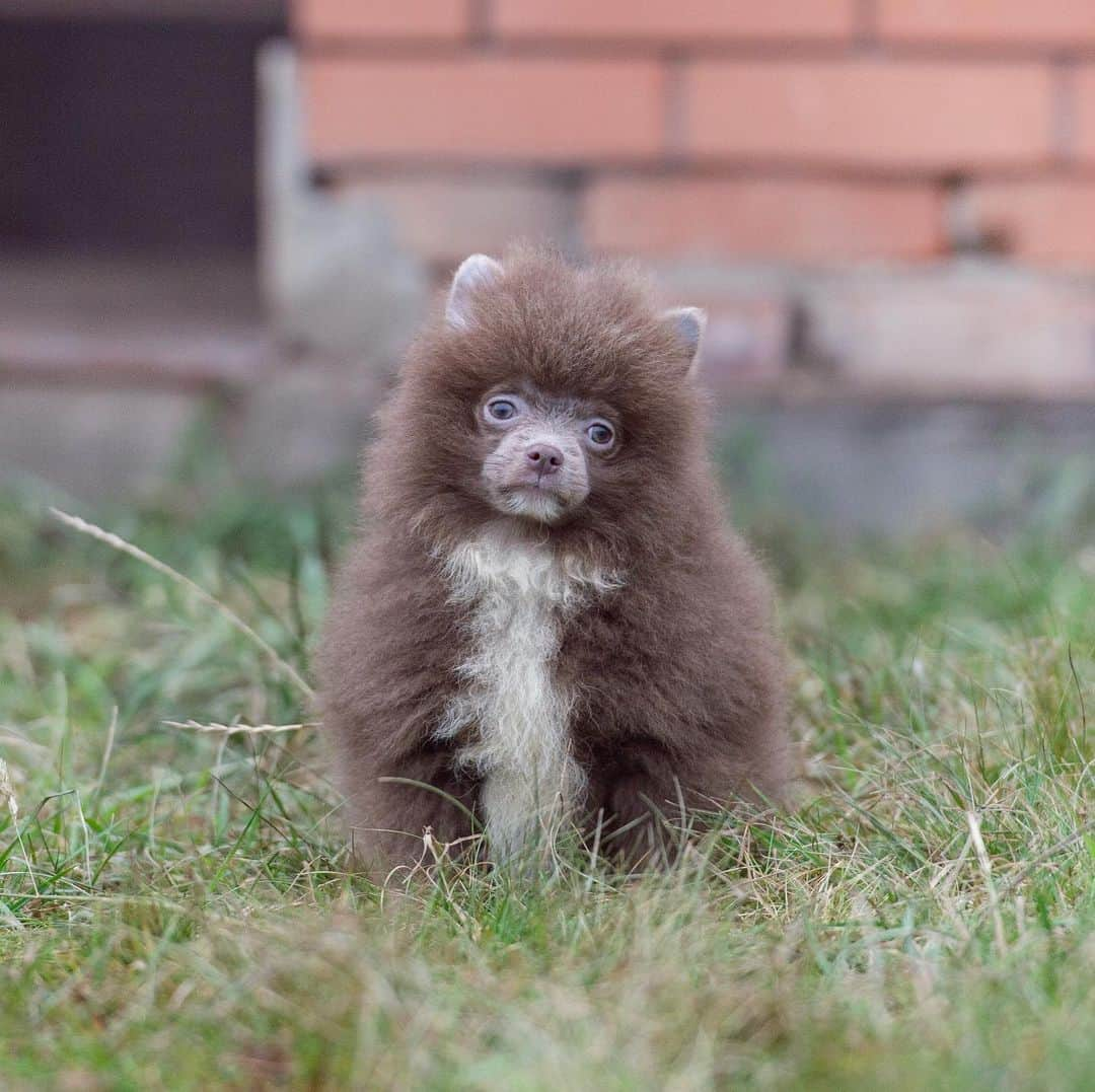 Puppy For Sale.さんのインスタグラム写真 - (Puppy For Sale.Instagram)「Мальчик #померанскийшпиц  очень редкого лилового окраса ⠀ 💥Возраст 3 месяца. ⠀ 🎄Потешный и забавный. ⠀ ❗️Сделаны все плановые прививки. ⠀ 🎁Готов к переезду в новую любящую семью❤️ ⠀ Пишите, звоните - с радостью предоставим дополнительную информацию о малыше📲」1月3日 19時40分 - artsimpatiya