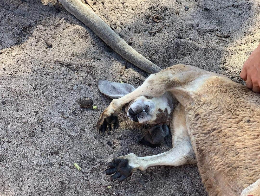 西岡良仁さんのインスタグラム写真 - (西岡良仁Instagram)「本日はATP の企画で動物と触れ合って来ました。 明日から試合が始まりますが良いリラックスとなりました。 明日は日本時間で11時から、対ウルグアイ戦が始まります！シングルス1として出場しますので是非応援をお願いします！ チームの勝利目指して頑張ります！abematvで全試合放映されますのでチェックを！ #abematv #abema #テレビ朝日　#atpcup #perth #japan #team」1月3日 20時04分 - yoshihito0927