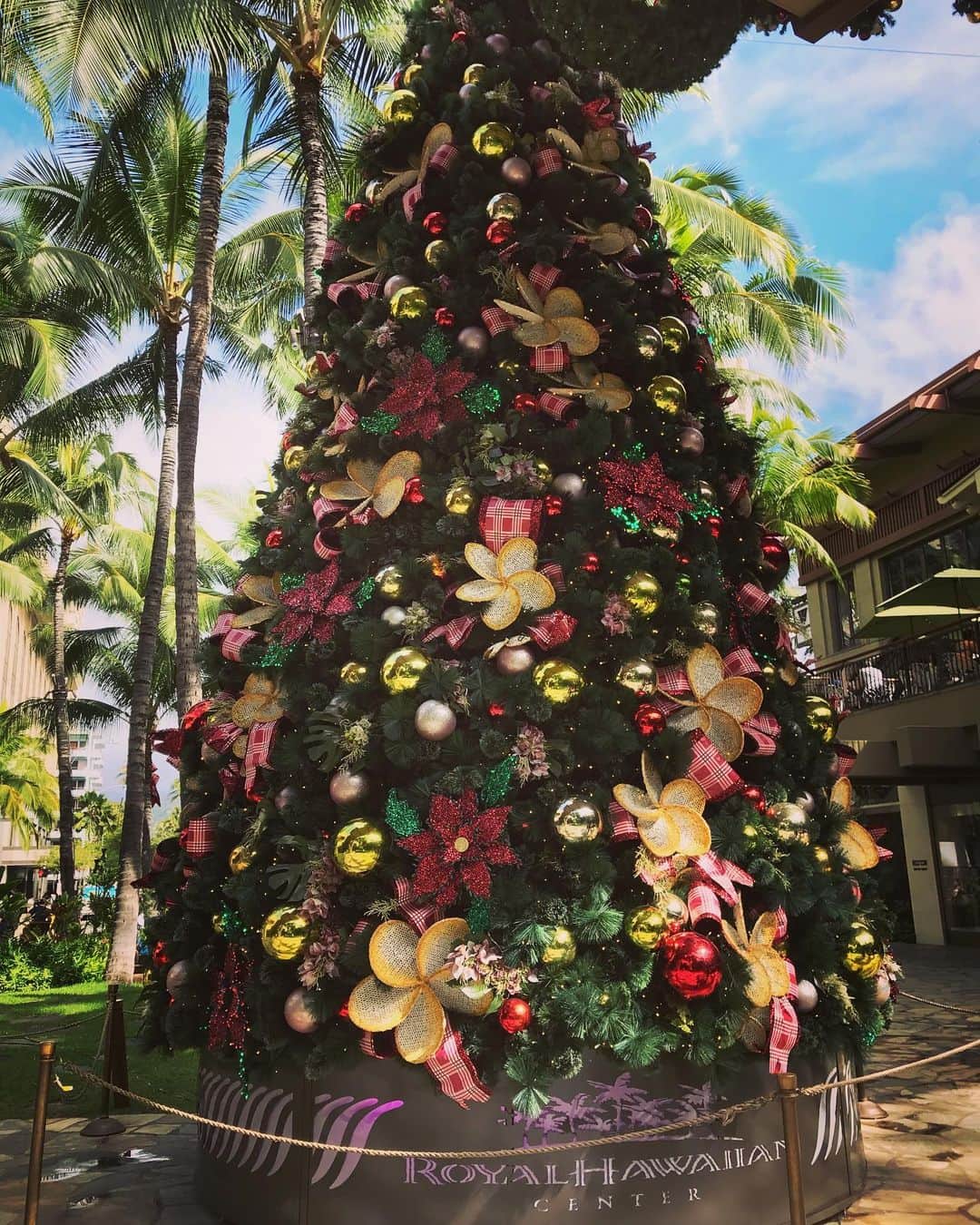 のインスタグラム：「#aloha  #dragongate」