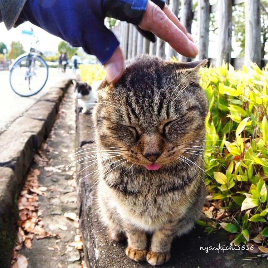 路地裏のにゃん吉のインスタグラム