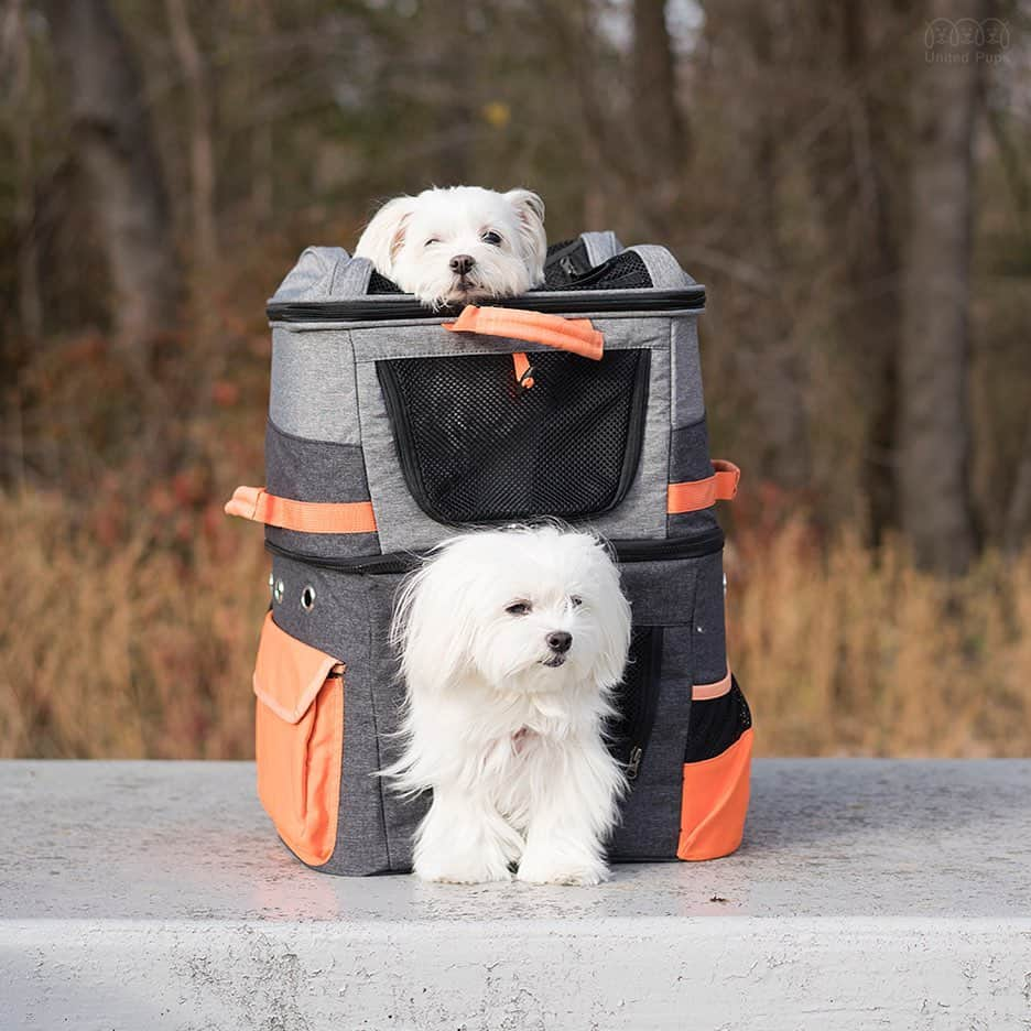 hi.arodさんのインスタグラム写真 - (hi.arodInstagram)「I have the penthouse suite but no elevator or stairs...😅 ・・・ #dogcarrier#dogbackpack#bunkbeds#adventuredog#hikingdog#dogsonadventures#twodogs#traveldog#smalldoglife#smalldogs#dogbag#carrymydog#doublethefun#maltesestyle#malteseofficia#maltese#malteser#malteselovers#malteselover#maltesedogs#maltesedog#malteselife#whitedog#texasdog#dallasdog#arod#狗 #瑪爾濟斯#말티즈 #マルチーズ」1月3日 23時29分 - hi.arod