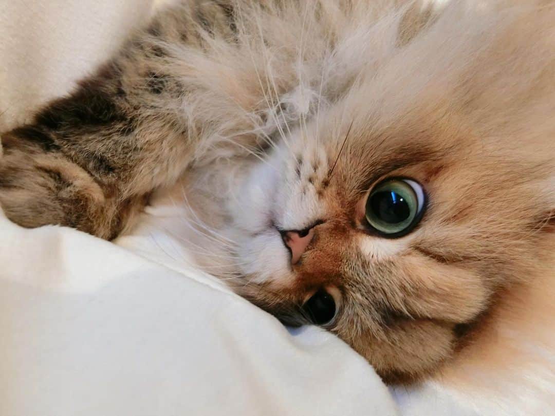 にこさんのインスタグラム写真 - (にこInstagram)「寝正月🙃❤ . #ねこ #お正月 #ゴロゴロ #cats #newyear #2020 #fluffy #fluffycat #persiancat #catsofinstagram」1月4日 0時26分 - nikon.neko.official