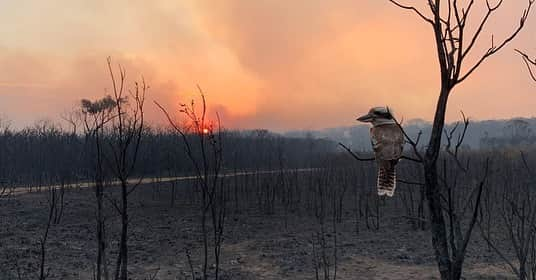 Jackson Harriesさんのインスタグラム写真 - (Jackson HarriesInstagram)「Australia is burning. This is what the CLIMATE CRISIS looks like!  Here are the facts. • Right now 200 fires are raging across the country and thousands of people have been evacuated. • Prime Minister Scott Morrison has been strongly criticised for refusing to acknowledge the link to climate change. • It’s estimated that the animal death toll is higher than 480 million. • The country has lost a third of its Koalas so far. • Over 5,000,000 hectares have burned - to put that in perspective, the Amazon fires destroyed 900,000 hectares.  We need EVERYONE right now. If you’ve doubted the science, if you’ve been waiting for proof to take action, then let this be the moment. Make this the year to demand climate action.  Below are some organisations you can support who are working directly on the ground. If you know any others worth of support please comment below.  Wildlife Rescue - @wireswildliferescue Vic Fire Service - @cfavic  Nsw Fire Service - @nswrfs Red Cross - @redcrossau  Sending love and support to all those affected.」1月4日 0時45分 - jackharries