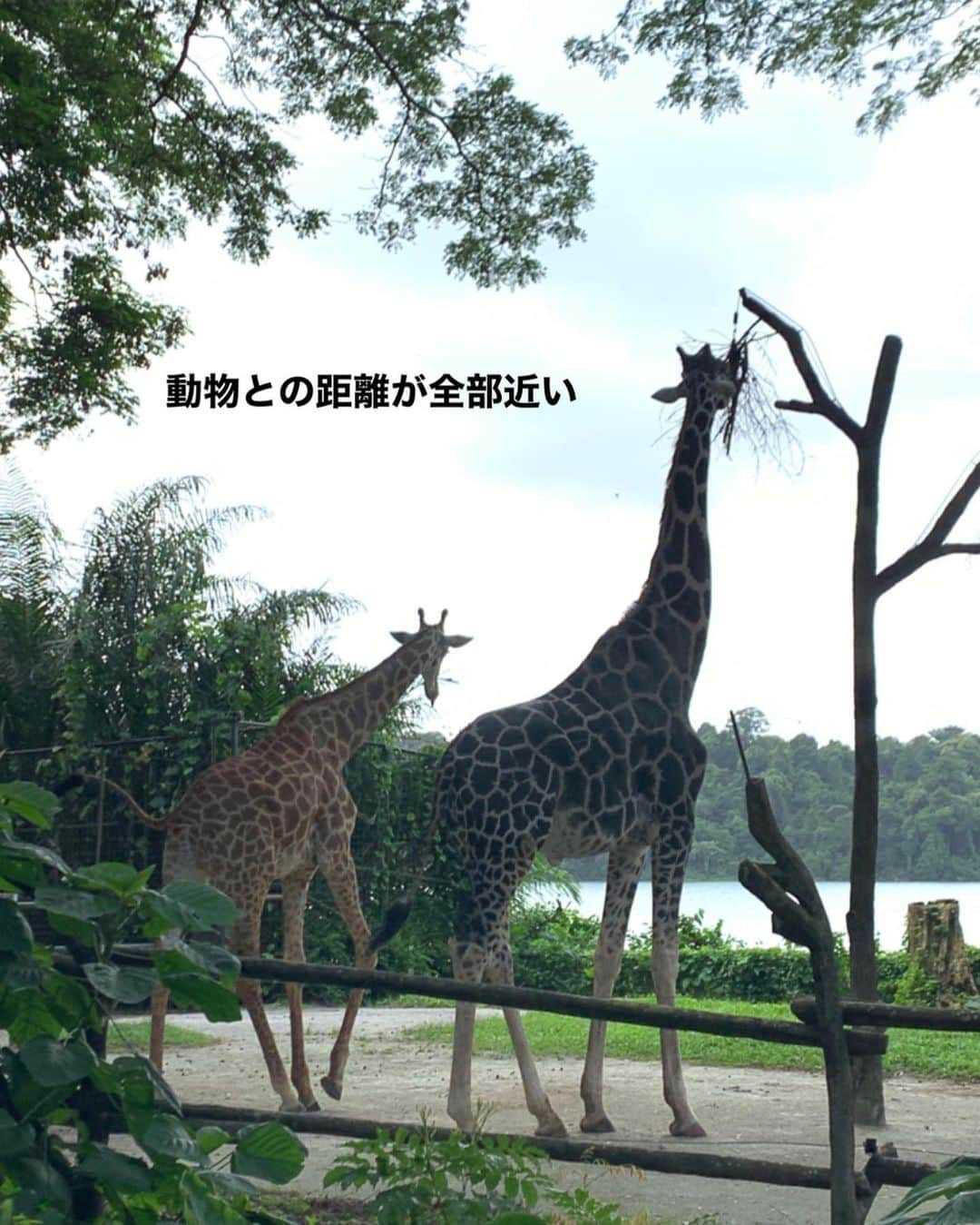 春名亜美さんのインスタグラム写真 - (春名亜美Instagram)「シンガポール動物園は動物達との距離が近くて、息子達も楽しすぎたようです😁 見応えたっっっっぷり！！！ チーターなんて、何度も何度も近くを歩いてくれてサービス精神旺盛🐆 でも、なんだかんだで、爬虫類ゾーンに1番長くいたんじゃないかな🐍🐸🦎 暑さと湿度で最後はベタベタ🙃 ・ ・ ・ #シンガポール動物園 #singaporezoo #シンガポール #singapore #子連れシンガポール #子連れ旅行 #5歳8ヶ月 #2歳5ヶ月 #兄弟 #兄弟ママ」1月4日 0時48分 - amiharunaami