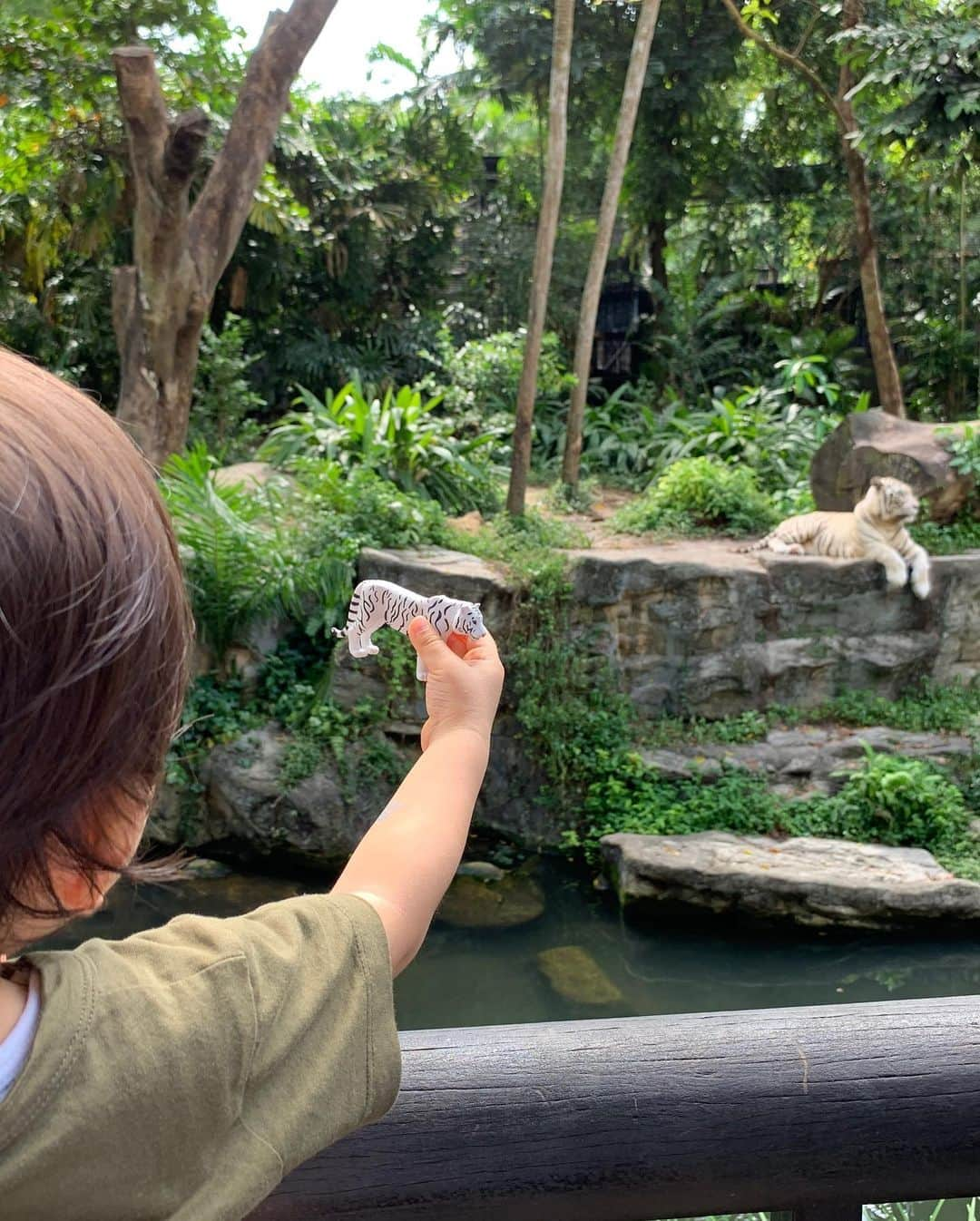 春名亜美さんのインスタグラム写真 - (春名亜美Instagram)「シンガポール動物園は動物達との距離が近くて、息子達も楽しすぎたようです😁 見応えたっっっっぷり！！！ チーターなんて、何度も何度も近くを歩いてくれてサービス精神旺盛🐆 でも、なんだかんだで、爬虫類ゾーンに1番長くいたんじゃないかな🐍🐸🦎 暑さと湿度で最後はベタベタ🙃 ・ ・ ・ #シンガポール動物園 #singaporezoo #シンガポール #singapore #子連れシンガポール #子連れ旅行 #5歳8ヶ月 #2歳5ヶ月 #兄弟 #兄弟ママ」1月4日 0時48分 - amiharunaami