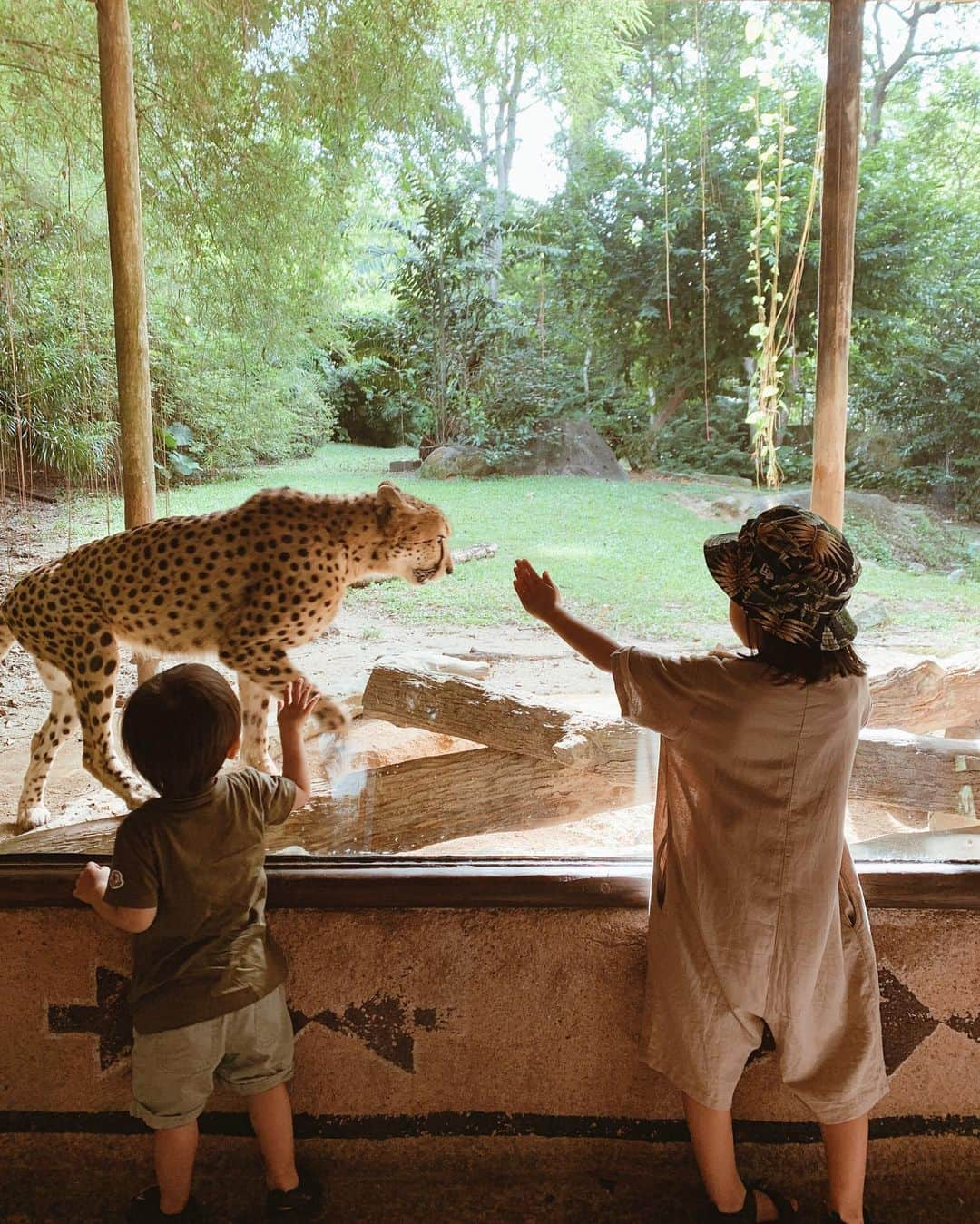 春名亜美さんのインスタグラム写真 - (春名亜美Instagram)「シンガポール動物園は動物達との距離が近くて、息子達も楽しすぎたようです😁 見応えたっっっっぷり！！！ チーターなんて、何度も何度も近くを歩いてくれてサービス精神旺盛🐆 でも、なんだかんだで、爬虫類ゾーンに1番長くいたんじゃないかな🐍🐸🦎 暑さと湿度で最後はベタベタ🙃 ・ ・ ・ #シンガポール動物園 #singaporezoo #シンガポール #singapore #子連れシンガポール #子連れ旅行 #5歳8ヶ月 #2歳5ヶ月 #兄弟 #兄弟ママ」1月4日 0時48分 - amiharunaami