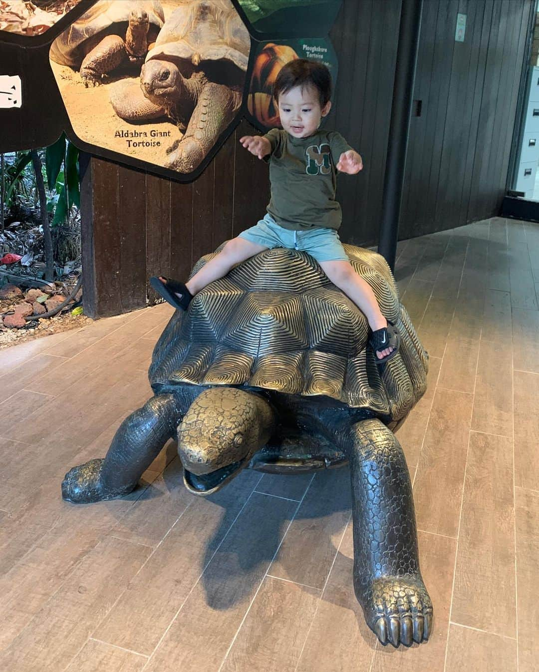 春名亜美さんのインスタグラム写真 - (春名亜美Instagram)「シンガポール動物園は動物達との距離が近くて、息子達も楽しすぎたようです😁 見応えたっっっっぷり！！！ チーターなんて、何度も何度も近くを歩いてくれてサービス精神旺盛🐆 でも、なんだかんだで、爬虫類ゾーンに1番長くいたんじゃないかな🐍🐸🦎 暑さと湿度で最後はベタベタ🙃 ・ ・ ・ #シンガポール動物園 #singaporezoo #シンガポール #singapore #子連れシンガポール #子連れ旅行 #5歳8ヶ月 #2歳5ヶ月 #兄弟 #兄弟ママ」1月4日 0時48分 - amiharunaami