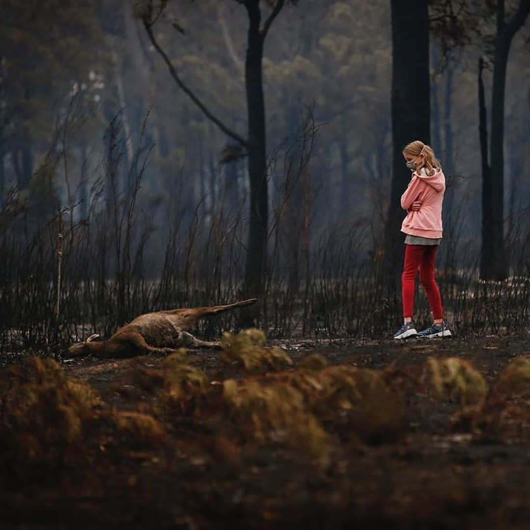 ティモシー・サイクスさんのインスタグラム写真 - (ティモシー・サイクスInstagram)「Repost from @karmagawa PLEASE SHARE WITH YOUR FOLLOWERS RIGHT AWAY: Huge wildfires in Australia are growing steadily bigger, causing tens of thousands of people to evacuate while also killing hundreds of millions of animals in their wake! The state of New South Wales just declared a state of emergency, with the authorities warning that the fires heading their way this weekend might be the worst yet in an already catastrophic season. The devastation is immense. At least 15 people have died, with 8 deaths confirmed in the past week. Fires raged across forest and scrubland along Australia’s Pacific coast, choking cities with thick smoke, charring more than 1,800 houses and killing countless wild animals. Australia is normally hot and dry in summer, but climate change, which brings more frequent and longer periods of extreme heat, worsens these conditions and makes vegetation drier and more likely to burn. This is the worst fire season in Australia’s recorded history and what we can do to help is share these powerful images to make this go viral like the fires in Brazil did a few months ago as only then will international aid truly happen. Please join us in praying for Australia and also let’s all use our social media platforms for good and share this post with your followers and tag people, influencers, celebrities and news media that need to see this as we MUST get the word out about this urgent crisis and get international help for these communities! Photos by the great photographers @david.caird @bradfleet @mattabbottphoto and @nampix and some of the local charities we support are @wireswildliferescue @1300koalaz @deeppeacetrust @balubluefoundation @adelaidekoalahospital @nswrfs @redcrossau and every donation, great and small, are appreciated as we must come together to help Australia ASAP! #sendhelp #wildfires #karmagawa」1月4日 1時09分 - timothysykes