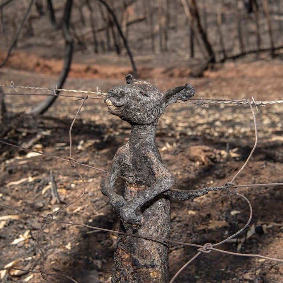ティモシー・サイクスさんのインスタグラム写真 - (ティモシー・サイクスInstagram)「Repost from @karmagawa PLEASE SHARE WITH YOUR FOLLOWERS RIGHT AWAY: Huge wildfires in Australia are growing steadily bigger, causing tens of thousands of people to evacuate while also killing hundreds of millions of animals in their wake! The state of New South Wales just declared a state of emergency, with the authorities warning that the fires heading their way this weekend might be the worst yet in an already catastrophic season. The devastation is immense. At least 15 people have died, with 8 deaths confirmed in the past week. Fires raged across forest and scrubland along Australia’s Pacific coast, choking cities with thick smoke, charring more than 1,800 houses and killing countless wild animals. Australia is normally hot and dry in summer, but climate change, which brings more frequent and longer periods of extreme heat, worsens these conditions and makes vegetation drier and more likely to burn. This is the worst fire season in Australia’s recorded history and what we can do to help is share these powerful images to make this go viral like the fires in Brazil did a few months ago as only then will international aid truly happen. Please join us in praying for Australia and also let’s all use our social media platforms for good and share this post with your followers and tag people, influencers, celebrities and news media that need to see this as we MUST get the word out about this urgent crisis and get international help for these communities! Photos by the great photographers @david.caird @bradfleet @mattabbottphoto and @nampix and some of the local charities we support are @wireswildliferescue @1300koalaz @deeppeacetrust @balubluefoundation @adelaidekoalahospital @nswrfs @redcrossau and every donation, great and small, are appreciated as we must come together to help Australia ASAP! #sendhelp #wildfires #karmagawa」1月4日 1時09分 - timothysykes