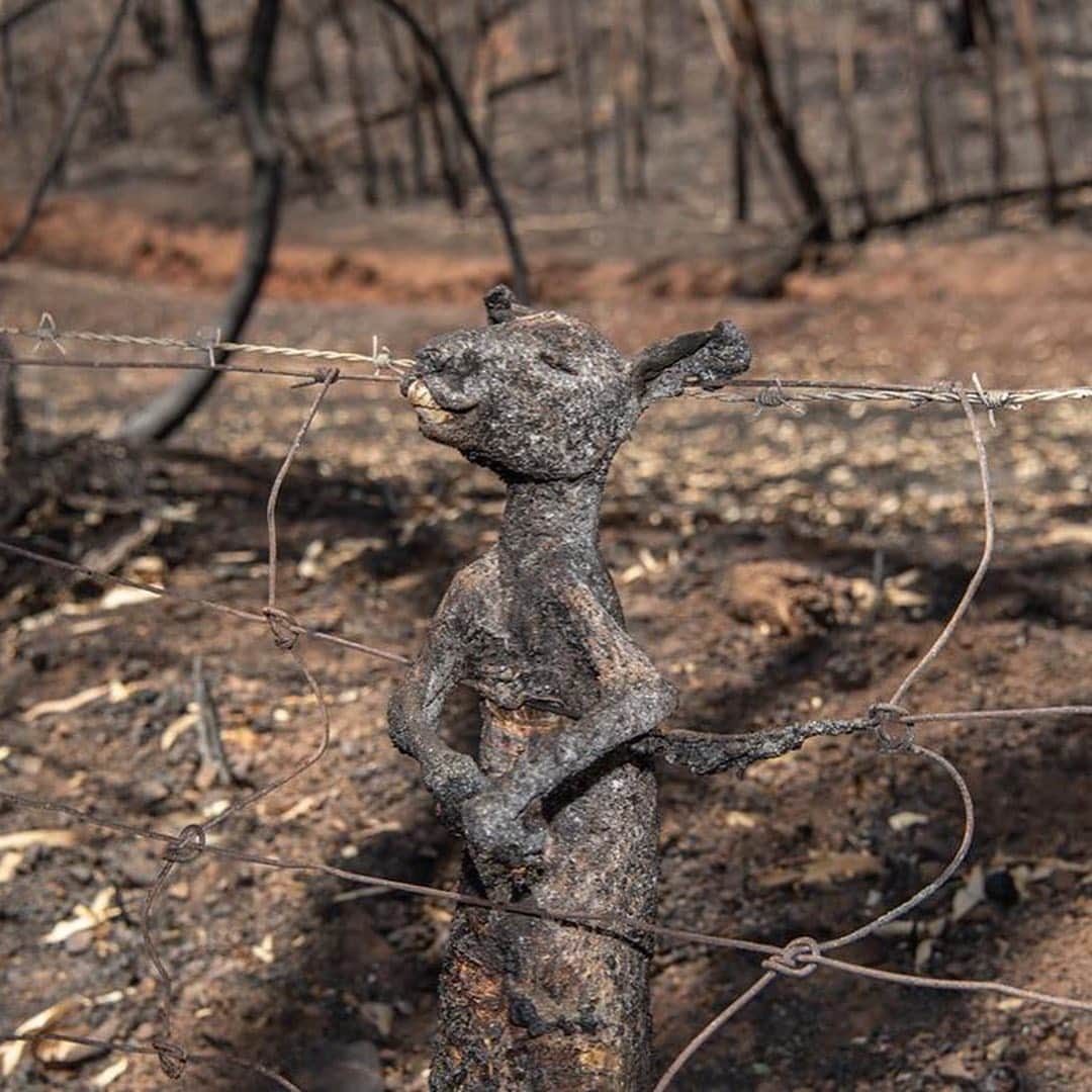 ティモシー・サイクスのインスタグラム：「Repost from @karmagawa PLEASE SHARE WITH YOUR FOLLOWERS RIGHT AWAY: Huge wildfires in Australia are growing steadily bigger, causing tens of thousands of people to evacuate while also killing hundreds of millions of animals in their wake! The state of New South Wales just declared a state of emergency, with the authorities warning that the fires heading their way this weekend might be the worst yet in an already catastrophic season. The devastation is immense. At least 15 people have died, with 8 deaths confirmed in the past week. Fires raged across forest and scrubland along Australia’s Pacific coast, choking cities with thick smoke, charring more than 1,800 houses and killing countless wild animals. Australia is normally hot and dry in summer, but climate change, which brings more frequent and longer periods of extreme heat, worsens these conditions and makes vegetation drier and more likely to burn. This is the worst fire season in Australia’s recorded history and what we can do to help is share these powerful images to make this go viral like the fires in Brazil did a few months ago as only then will international aid truly happen. Please join us in praying for Australia and also let’s all use our social media platforms for good and share this post with your followers and tag people, influencers, celebrities and news media that need to see this as we MUST get the word out about this urgent crisis and get international help for these communities! Photos by the great photographers @david.caird @bradfleet @mattabbottphoto and @nampix and some of the local charities we support are @wireswildliferescue @1300koalaz @deeppeacetrust @balubluefoundation @adelaidekoalahospital @nswrfs @redcrossau and every donation, great and small, are appreciated as we must come together to help Australia ASAP! #sendhelp #wildfires #karmagawa」