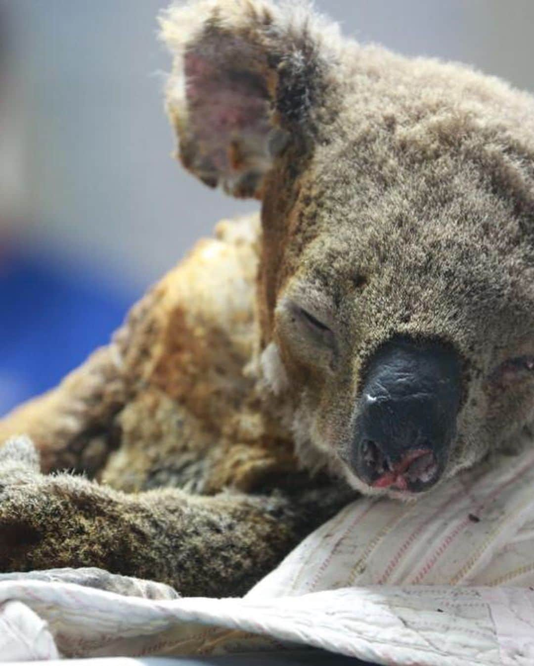 ジェイ・コートニーさんのインスタグラム写真 - (ジェイ・コートニーInstagram)「AUSTRALIA IS BURNING. And it’s getting worse. People have died. More are missing. Thousands of homes have been lost. Tens of thousands of people are displaced. 15million acres of land have been burned (23,000sq miles) killing and destroying the habitats of thousands of species of wildlife and wiping out a total area way bigger than New York City. For perspective - That’s 7 times larger than the Amazon fires and 3 times larger than the 2018 blazes in California. If you want to help, PLEASE do. Give anything. Links in my bio to @redcrossau bushfire appeal but it’s SO easy to get online and decide how you want to help. Thank you to brave souls battling this apocalyptic mayhem. Awe, respect, nothin but love. @nswrfs @cfavic @qldfire @sa_countryfireservice @dfes_wa @wireswildliferescue @wwf_australia @portmacquariekoalahospital @salvosau @redcrossau #fires #bushfires #australianfires #australia」1月4日 1時44分 - jaicourtney