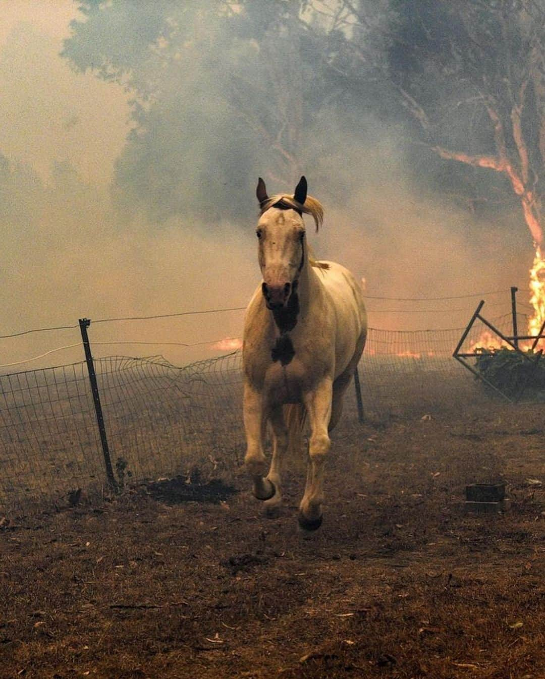 ジェイ・コートニーさんのインスタグラム写真 - (ジェイ・コートニーInstagram)「AUSTRALIA IS BURNING. And it’s getting worse. People have died. More are missing. Thousands of homes have been lost. Tens of thousands of people are displaced. 15million acres of land have been burned (23,000sq miles) killing and destroying the habitats of thousands of species of wildlife and wiping out a total area way bigger than New York City. For perspective - That’s 7 times larger than the Amazon fires and 3 times larger than the 2018 blazes in California. If you want to help, PLEASE do. Give anything. Links in my bio to @redcrossau bushfire appeal but it’s SO easy to get online and decide how you want to help. Thank you to brave souls battling this apocalyptic mayhem. Awe, respect, nothin but love. @nswrfs @cfavic @qldfire @sa_countryfireservice @dfes_wa @wireswildliferescue @wwf_australia @portmacquariekoalahospital @salvosau @redcrossau #fires #bushfires #australianfires #australia」1月4日 1時44分 - jaicourtney