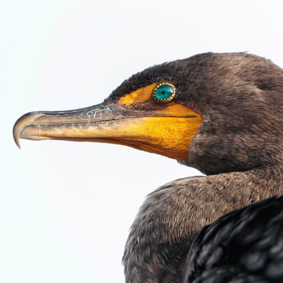 アニマルプラネットさんのインスタグラム写真 - (アニマルプラネットInstagram)「In this bird's love language, there's a chance -- and a dance -- to make sparks fly. The double-crested cormorants will perform an elaborate courtship routine, including a dance in the water, to impress his lady love. Meanwhile, we can’t even get a text back. 🥺 . . . . . . #animalplanetupclose #animalsofinstagram #animalplanet #animaloftheday #wild #wildlife #outdoors #animals #wildanimals #conservation #nature #animallovers #instanature #wildgeography」1月4日 2時00分 - animalplanet