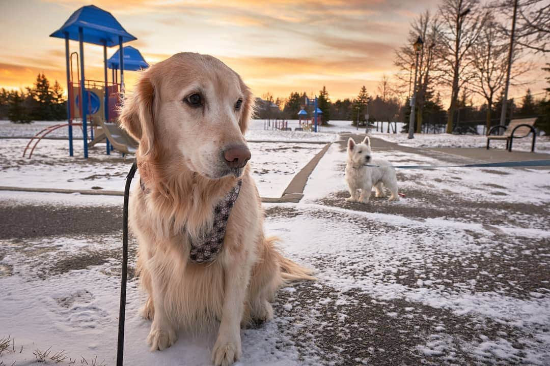 ローマン・サドフスキーさんのインスタグラム写真 - (ローマン・サドフスキーInstagram)「DOGGOOOOOSSSSSSS🐶😍 - - - - - - - - - - #doggos #romskyphotography」1月4日 3時30分 - roman_sadovsky