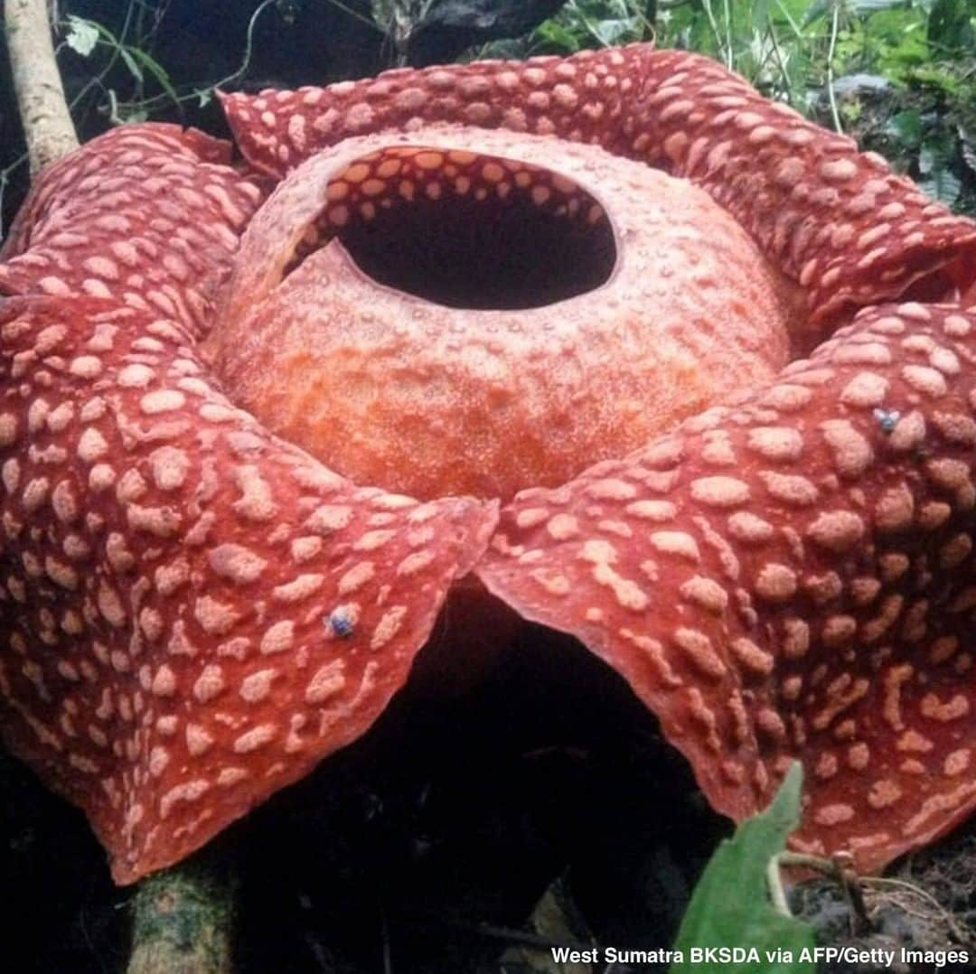 ABC Newsさんのインスタグラム写真 - (ABC NewsInstagram)「WORLD'S BIGGEST FLOWER? Indonesian conservationists say they've spotted the biggest specimen ever of what's already been billed as one of the world's largest flowers: a giant Rafflesia tuan-mudae spanning 3.6 feet in diameter. #flower #nature #conservation #indonesia」1月4日 4時06分 - abcnews