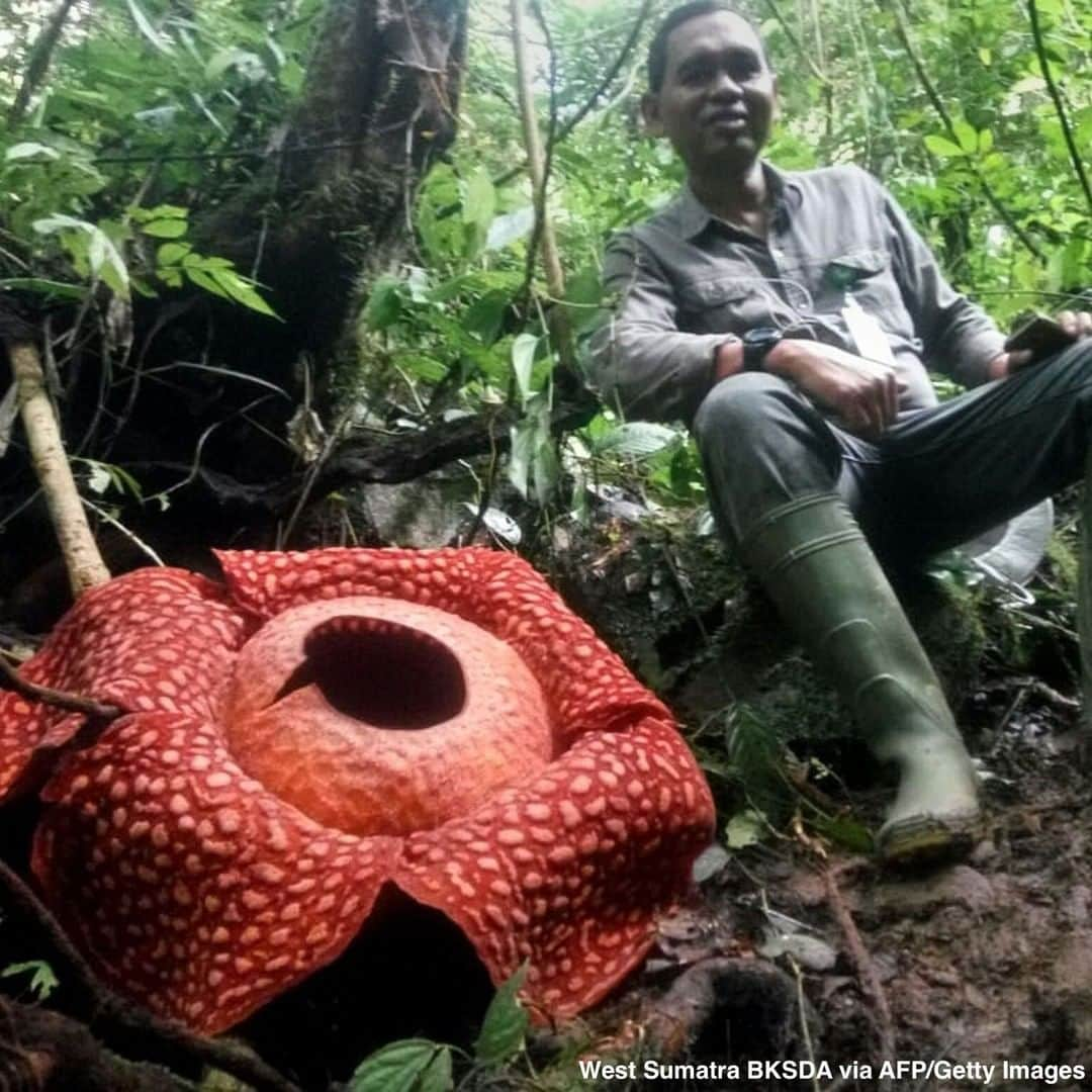 ABC Newsさんのインスタグラム写真 - (ABC NewsInstagram)「WORLD'S BIGGEST FLOWER? Indonesian conservationists say they've spotted the biggest specimen ever of what's already been billed as one of the world's largest flowers: a giant Rafflesia tuan-mudae spanning 3.6 feet in diameter. #flower #nature #conservation #indonesia」1月4日 4時06分 - abcnews