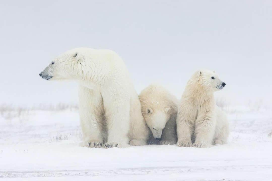 CANON USAさんのインスタグラム写真 - (CANON USAInstagram)「"Mother and her two cubs looking out for potential danger as a snow shower dusts their noses. Over the course of a week in Canada, I observed this mother’s devotion to her cubs as they all waited for the pack ice to form for the winter." #MyCanonStory  Photo Credit: @bo.dabi Camera: #Canon EOS 90D Lens: EF 70-200mm f/2.8L IS II USM + Extender EF 1.4x III Aperture: f/6.3 ISO: 500 Shutter Speed: 1/1600 sec Focal Length: 280mm」1月4日 4時08分 - canonusa