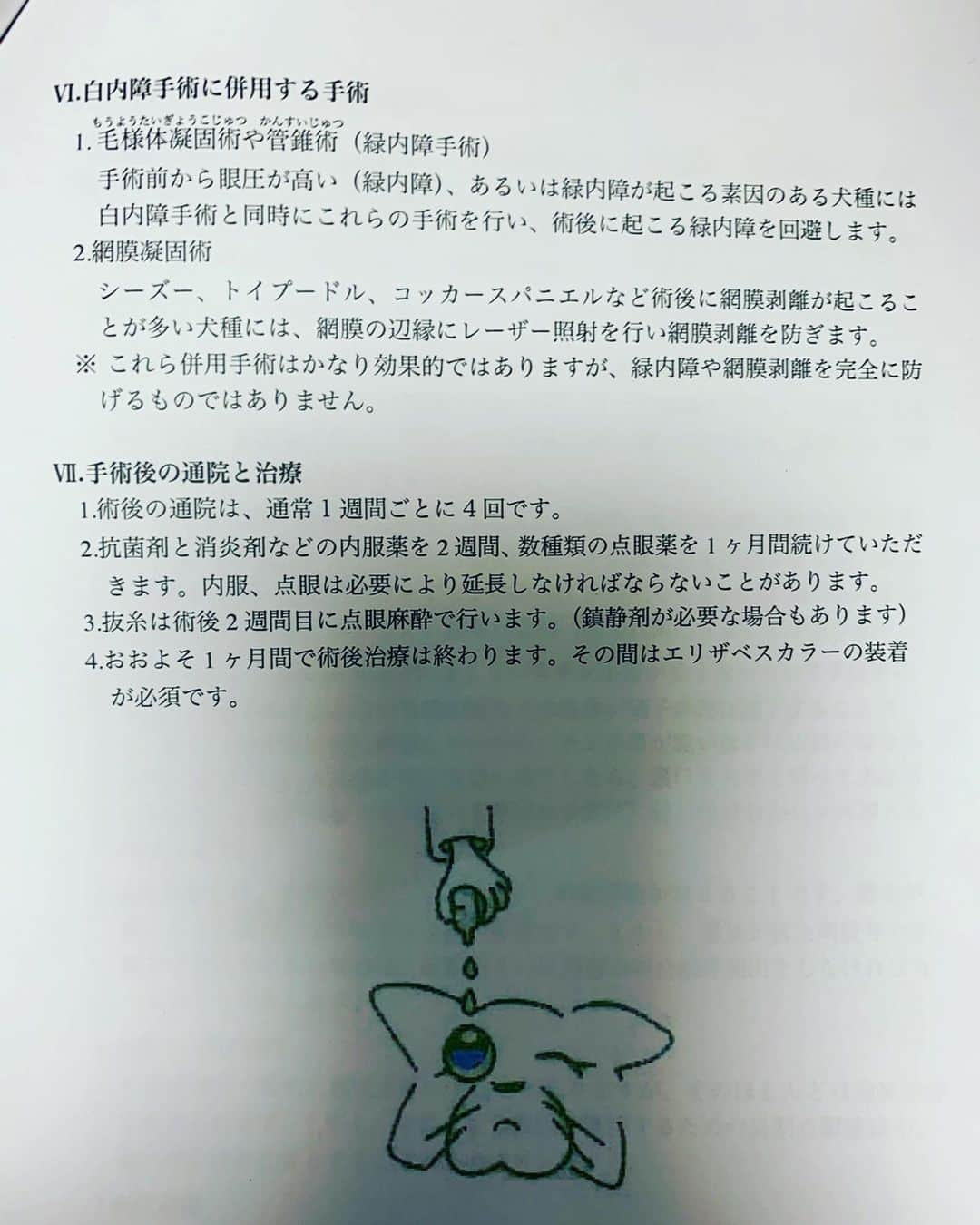 桜花由美さんのインスタグラム写真 - (桜花由美Instagram)「浜ちゃんの手術する決心が付きました。  先日治療の経過を診てもらったら、手術が出来る状態になっているから、やるなら早めにやった方が良いって言われました。  全身麻酔が怖いという話をしたら、その先生曰く、100%大丈夫だという保証は無いけど、50年間で2回だけ症例があったけど、ちゃんと健康診断をして全身麻酔が大丈夫かどうかの検査をするとの事でした。  一週間以上迷ったけど、浜ちゃんの目が良くなって、また色んなものを見られるようになる為にも手術しようと思います！  皆さんからも浜ちゃんの為にと沢山の募金頂いてる。  本当にご協力ありがとうございます。  浜ちゃんには手術頑張ってもらう！  とりあえず健康診断をしなくてはいけない為、今日病院に電話した。  予約が必要で、一日ががりだそう。  手術に耐えられる健康状態なのかの検査。  血液検査などして腎臓などの機能を見るらしい。  検査料は6万円。  人間ドッグ並の犬ドック。  これはカードが使えるとの事。  もし検査で手術が出来る状態であれば今月中に手術。  片目のみの手術予定だけど、もう片方も濁り出しているので、もしやるなら一回で済ませたい。  2回も手術させるのは嫌だし。  片目を手術する必要がなければ、しないけど、やっておいた方がいいなら、一緒にやりたい。  健康診断の時に診るそうです。  片目のみの手術なら手術代は40万円〜45万円。 両眼なら60万円〜65万円。  3泊4日の入院。  しかも現金のみの支払いだそうで。  金額聞いて、現金のみの支払いって聞いて目ん玉が飛び出るかと思ったわ。  浜ちゃんの為に掛かるお金はトータルで60万円から80万円。  仕事頑張らないとな。  浜ちゃんにはあと10年生きてもらう為にはいつまでも健康でいてもらう！  浜子の為に働くぞー！ ‪#wavepro ‬ ‪#女子プロレスラー ‬ ‪#プロレス ‬ ‪#プロレスラー ‬ ‪#女子プロレス‬ ‪#prowrestling‬ ‪#プロレスリングwave‬ #桜花由美 #波ヲタ #癒される  #愛犬 #犬 #犬なしでは生きていけません会  #犬なしでは生きていけない  #犬のいる暮らし  #犬のいる生活  #犬とお出かけ  #トイプードル #トイプードルカフェオレ #トイプードル大好き  #トイプードル愛犬  #トイプードル部 #白内障  #白内障犬  #白内障わんこ  #ブドウ膜炎 #手術  #犬ドック」1月4日 16時57分 - ohkayumi