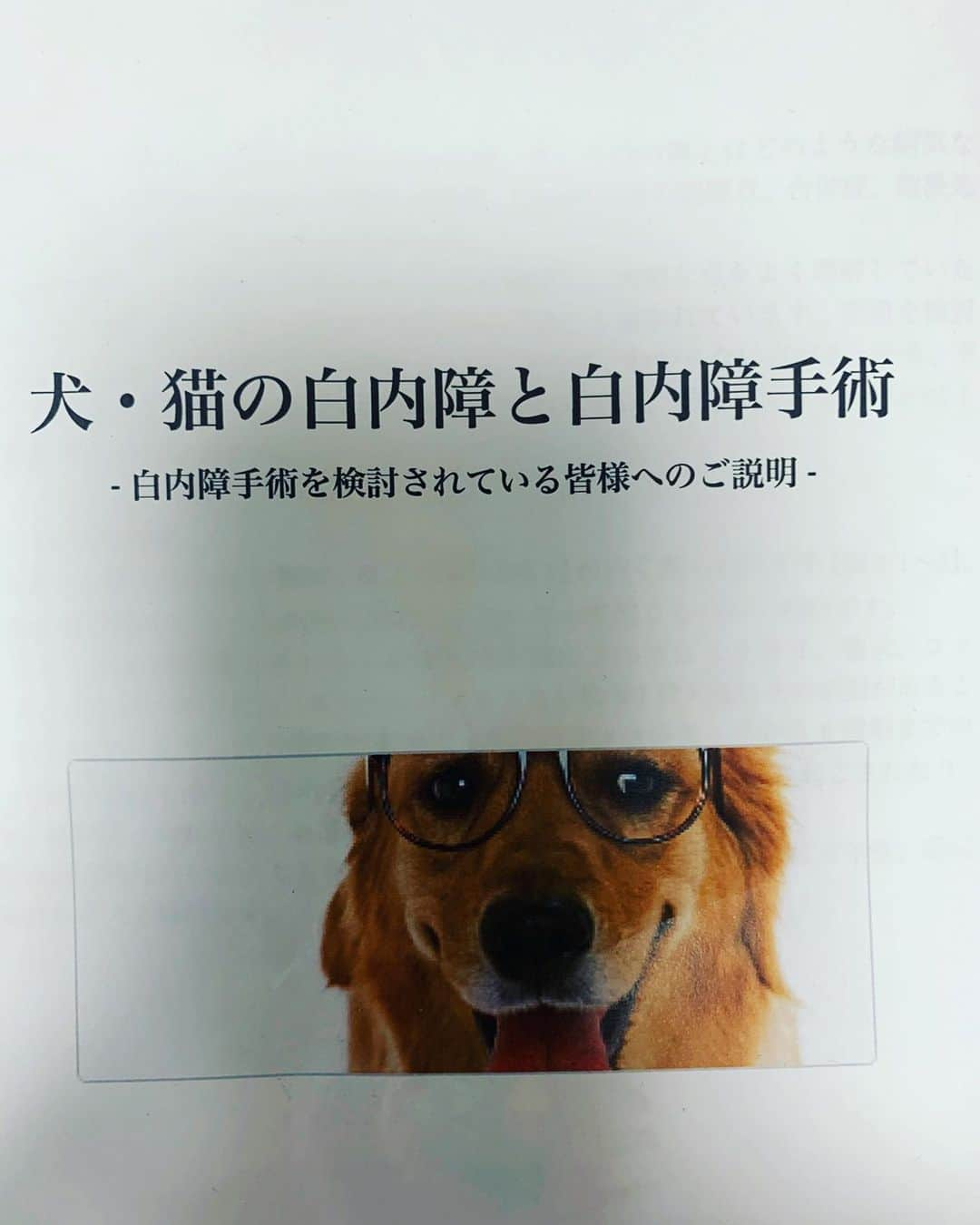 桜花由美さんのインスタグラム写真 - (桜花由美Instagram)「浜ちゃんの手術する決心が付きました。  先日治療の経過を診てもらったら、手術が出来る状態になっているから、やるなら早めにやった方が良いって言われました。  全身麻酔が怖いという話をしたら、その先生曰く、100%大丈夫だという保証は無いけど、50年間で2回だけ症例があったけど、ちゃんと健康診断をして全身麻酔が大丈夫かどうかの検査をするとの事でした。  一週間以上迷ったけど、浜ちゃんの目が良くなって、また色んなものを見られるようになる為にも手術しようと思います！  皆さんからも浜ちゃんの為にと沢山の募金頂いてる。  本当にご協力ありがとうございます。  浜ちゃんには手術頑張ってもらう！  とりあえず健康診断をしなくてはいけない為、今日病院に電話した。  予約が必要で、一日ががりだそう。  手術に耐えられる健康状態なのかの検査。  血液検査などして腎臓などの機能を見るらしい。  検査料は6万円。  人間ドッグ並の犬ドック。  これはカードが使えるとの事。  もし検査で手術が出来る状態であれば今月中に手術。  片目のみの手術予定だけど、もう片方も濁り出しているので、もしやるなら一回で済ませたい。  2回も手術させるのは嫌だし。  片目を手術する必要がなければ、しないけど、やっておいた方がいいなら、一緒にやりたい。  健康診断の時に診るそうです。  片目のみの手術なら手術代は40万円〜45万円。 両眼なら60万円〜65万円。  3泊4日の入院。  しかも現金のみの支払いだそうで。  金額聞いて、現金のみの支払いって聞いて目ん玉が飛び出るかと思ったわ。  浜ちゃんの為に掛かるお金はトータルで60万円から80万円。  仕事頑張らないとな。  浜ちゃんにはあと10年生きてもらう為にはいつまでも健康でいてもらう！  浜子の為に働くぞー！ ‪#wavepro ‬ ‪#女子プロレスラー ‬ ‪#プロレス ‬ ‪#プロレスラー ‬ ‪#女子プロレス‬ ‪#prowrestling‬ ‪#プロレスリングwave‬ #桜花由美 #波ヲタ #癒される  #愛犬 #犬 #犬なしでは生きていけません会  #犬なしでは生きていけない  #犬のいる暮らし  #犬のいる生活  #犬とお出かけ  #トイプードル #トイプードルカフェオレ #トイプードル大好き  #トイプードル愛犬  #トイプードル部 #白内障  #白内障犬  #白内障わんこ  #ブドウ膜炎 #手術  #犬ドック」1月4日 16時57分 - ohkayumi