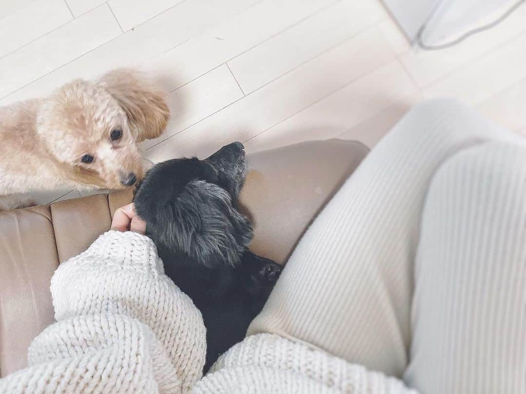 布川桃花さんのインスタグラム写真 - (布川桃花Instagram)「🐶❤️」1月4日 15時45分 - momoka_fukawa