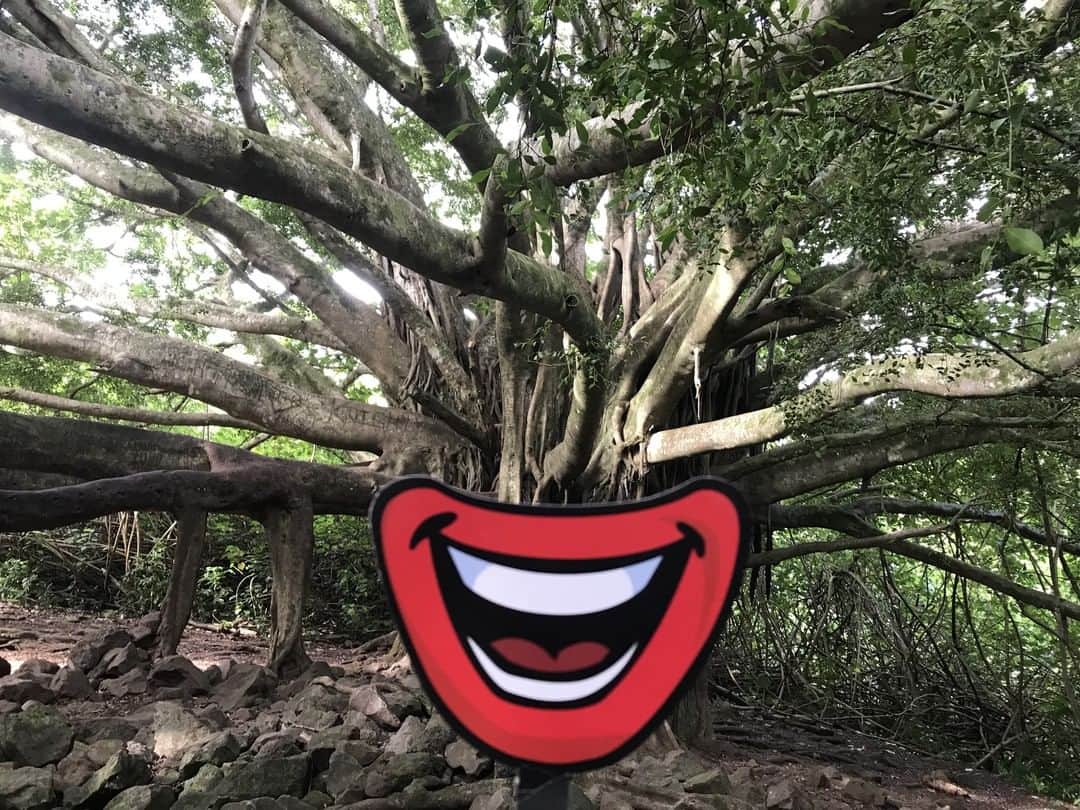 ドナルドのインスタグラム：「I call this one "Tree that Smiles" (R. McDonald, 2019) #Art」