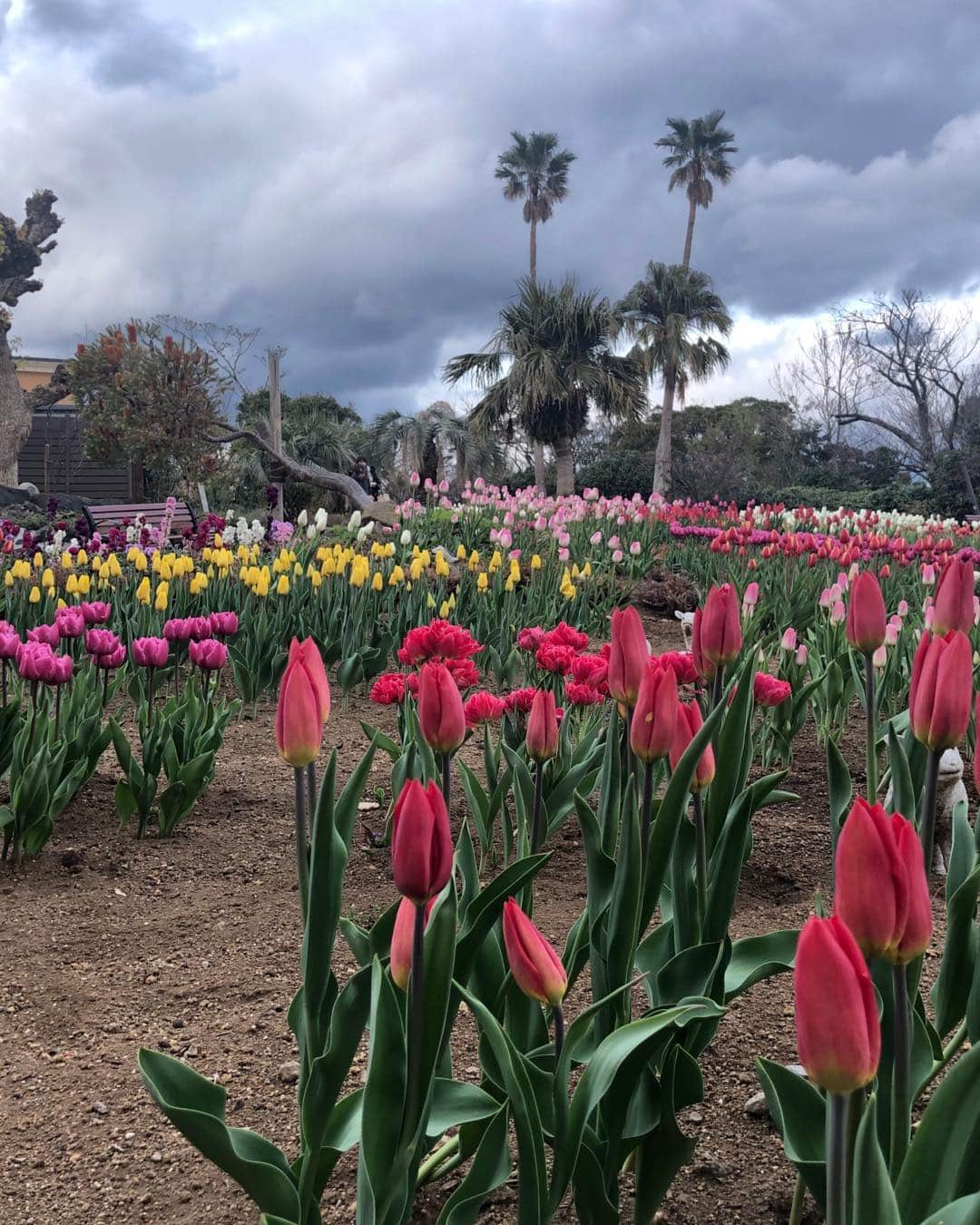 草刈民代さんのインスタグラム写真 - (草刈民代Instagram)「せっかく「フラワーガーデン」にいるので、花の写真を！」1月4日 16時08分 - tamiyo_kusakari_official