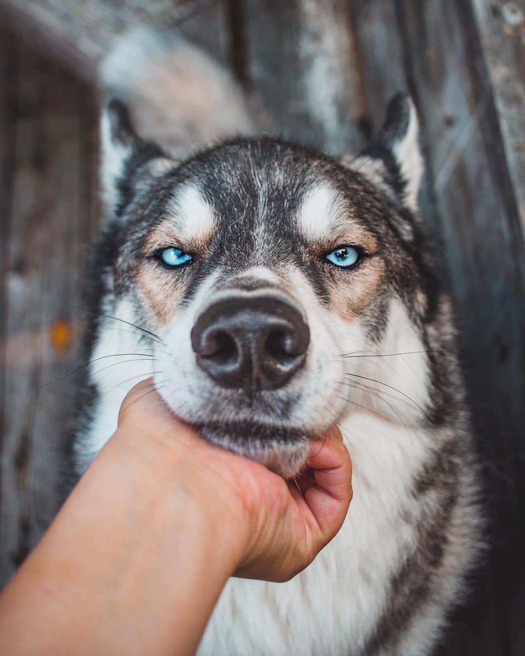 DogsOf Instagramのインスタグラム：「“When your mom comes home smelling like another dog... 😒” writes @thenortherndogs  #dogsofinstagram」