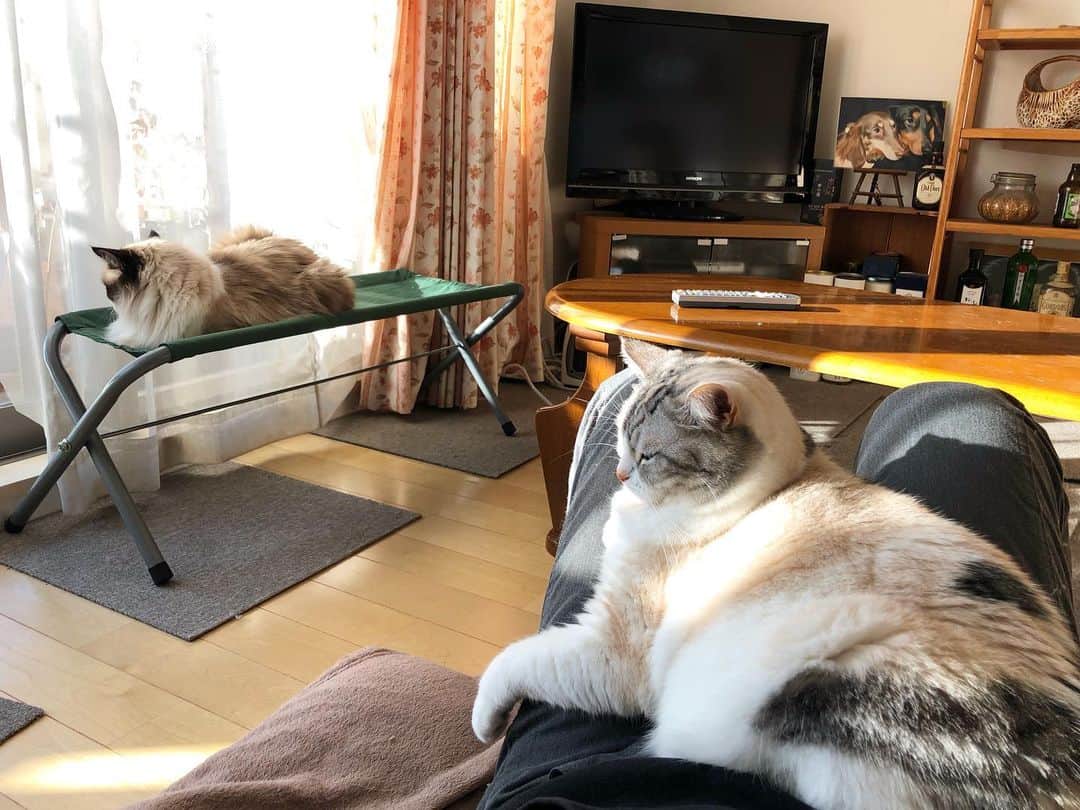 ホタテ＆クラム＆シラスのインスタグラム：「朝から…冬になると膝に無理矢理乗ってくる猫 #cat #neko #ScottishFold #猫 #ねこ #スコティッシュフォールド #catstagram #instagram #instagramjapan #ig_japan #igersjp  #ragdoll  #ラグドール」