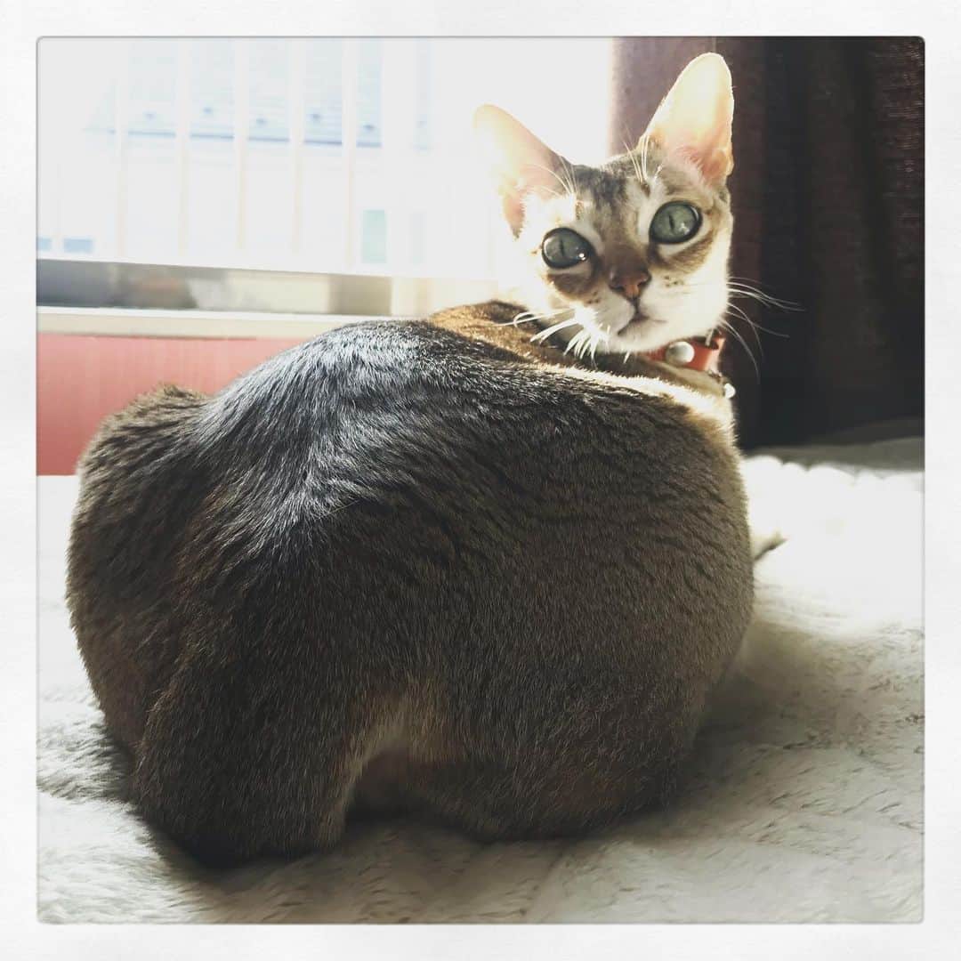 古谷恵さんのインスタグラム写真 - (古谷恵Instagram)「あけましておめでとうございます。 インフルにやられながらも子猫とも戯れ今日やっと熱も下がり復活しました。 うちの大豆は依然食欲がないようなのですがとても元気で今日もみちみちに太っています。どうしたんでしょうかね？とりあえず様子見です。  #cat#猫#singapuracat#シンガプーラ#大豆#大尻」1月4日 9時04分 - megumifuruya