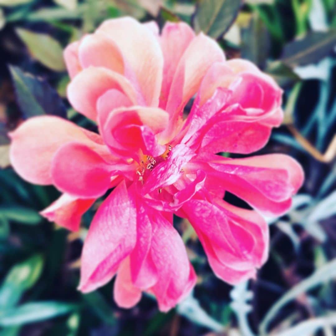 中野敬久さんのインスタグラム写真 - (中野敬久Instagram)「#flower #red #flowersoflife #saturday」1月4日 9時21分 - hirohisanakano