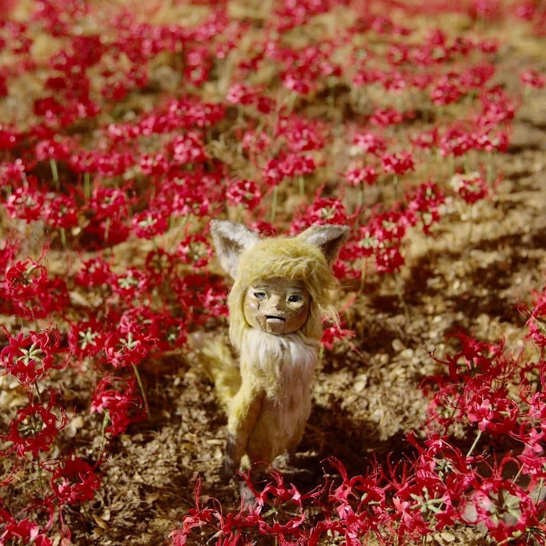UPLINK film distributionさんのインスタグラム写真 - (UPLINK film distributionInstagram)「『#劇場版ごん – GON, THE LITTLE FOX –』#アップリンク吉祥寺 にて、2月28日（金）より公開🍂🦊🍂 ・・・ 児童文学の金字塔、#新美南吉 の『#ごんぎつね 』に新たな解釈を加えたストップモーション・アニメーションによる珠玉のショートフィルム。見どころは、人形と美術制作に1年、撮影に10ヶ月を要した八代監督率いるチーム「#TECARAT （#テカラ ）」渾身のクラフト。28分の短編の中で生と死が描かれ、優しさと哀しさが同居する儚いストーリー。 ・・・ 監督：#八代健志」1月4日 9時22分 - uplink_film