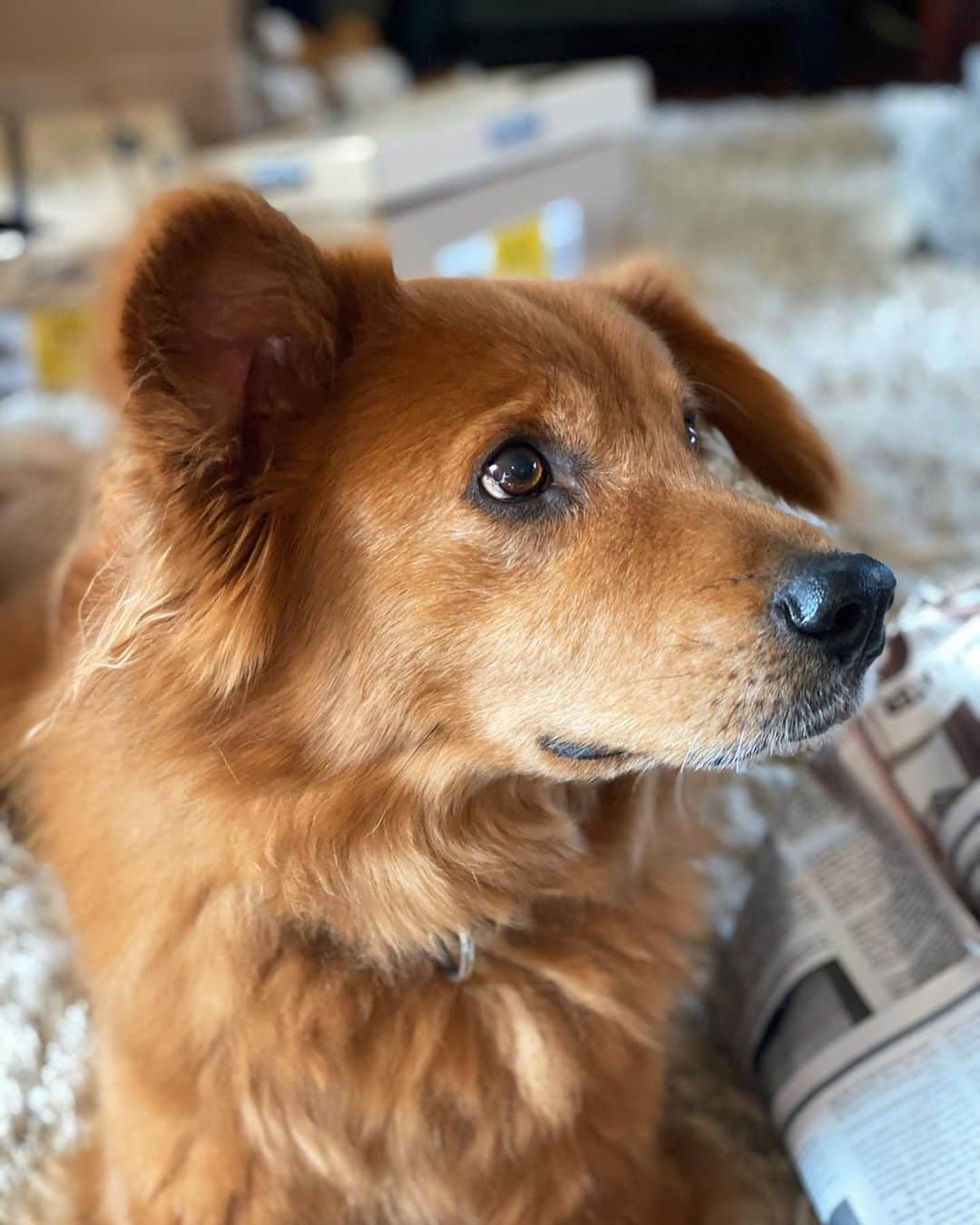 レイチェル・パーソンズのインスタグラム：「Ok but why is @luke.the.golden.chow so damn cute🥺」