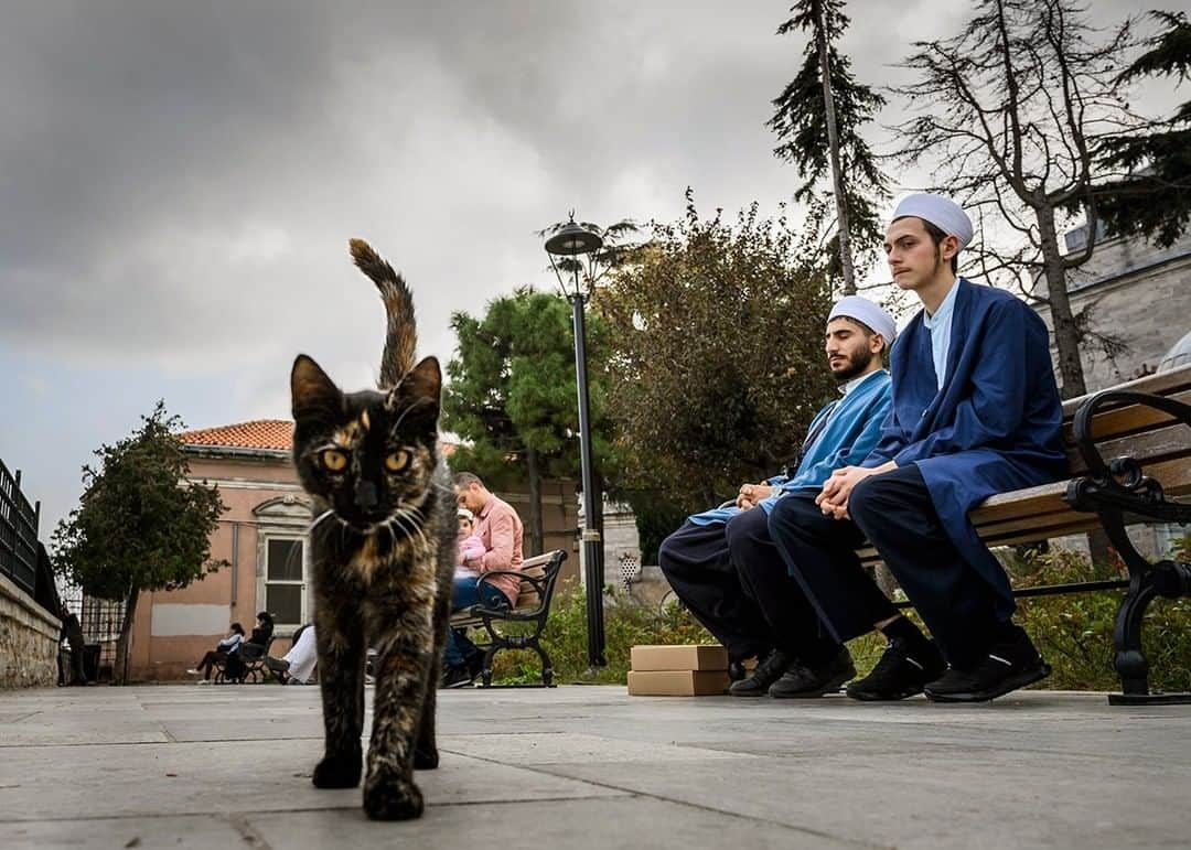 National Geographic Travelさんのインスタグラム写真 - (National Geographic TravelInstagram)「Photo by @dina_litovsky | Cats rule the city of Istanbul. It is estimated that about 125,000 cats roam the streets. Locals take great care of the animals, building them shelters and leaving food and water throughout the city. For more images, follow me @dina_litovsky.」1月4日 10時04分 - natgeotravel